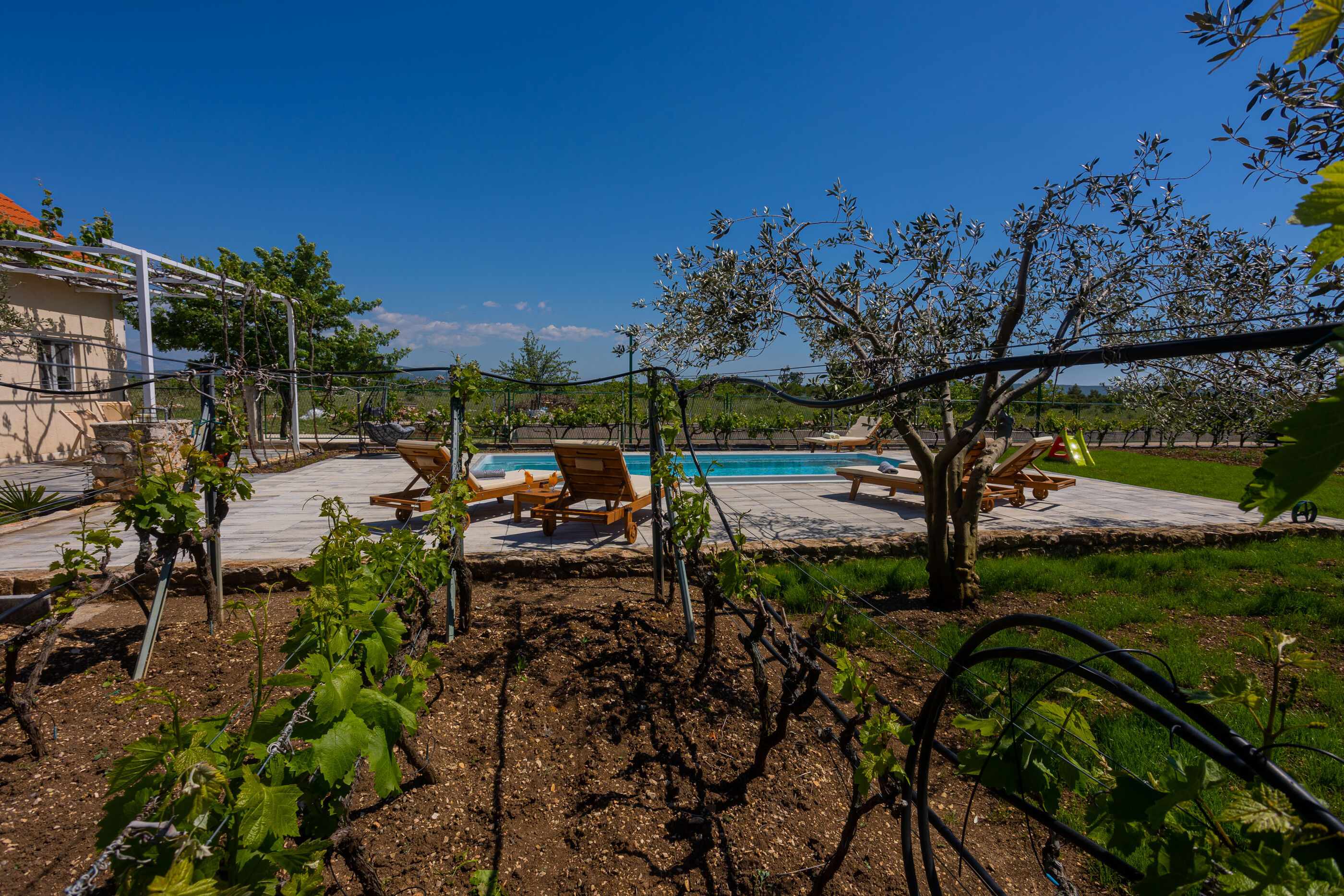 Villa Olive tree V9371-K1
