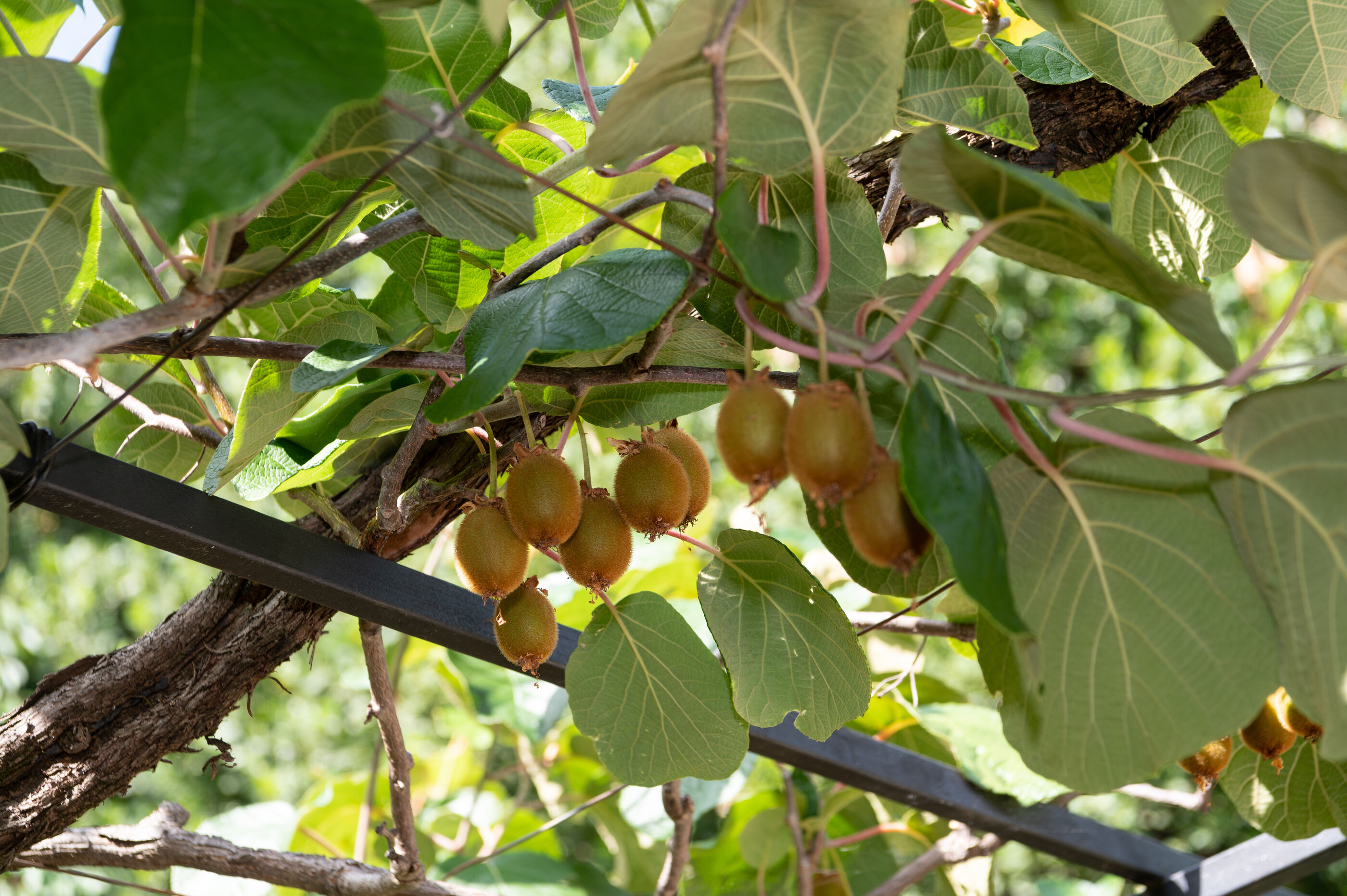 Apartman Carmen Opatija A1