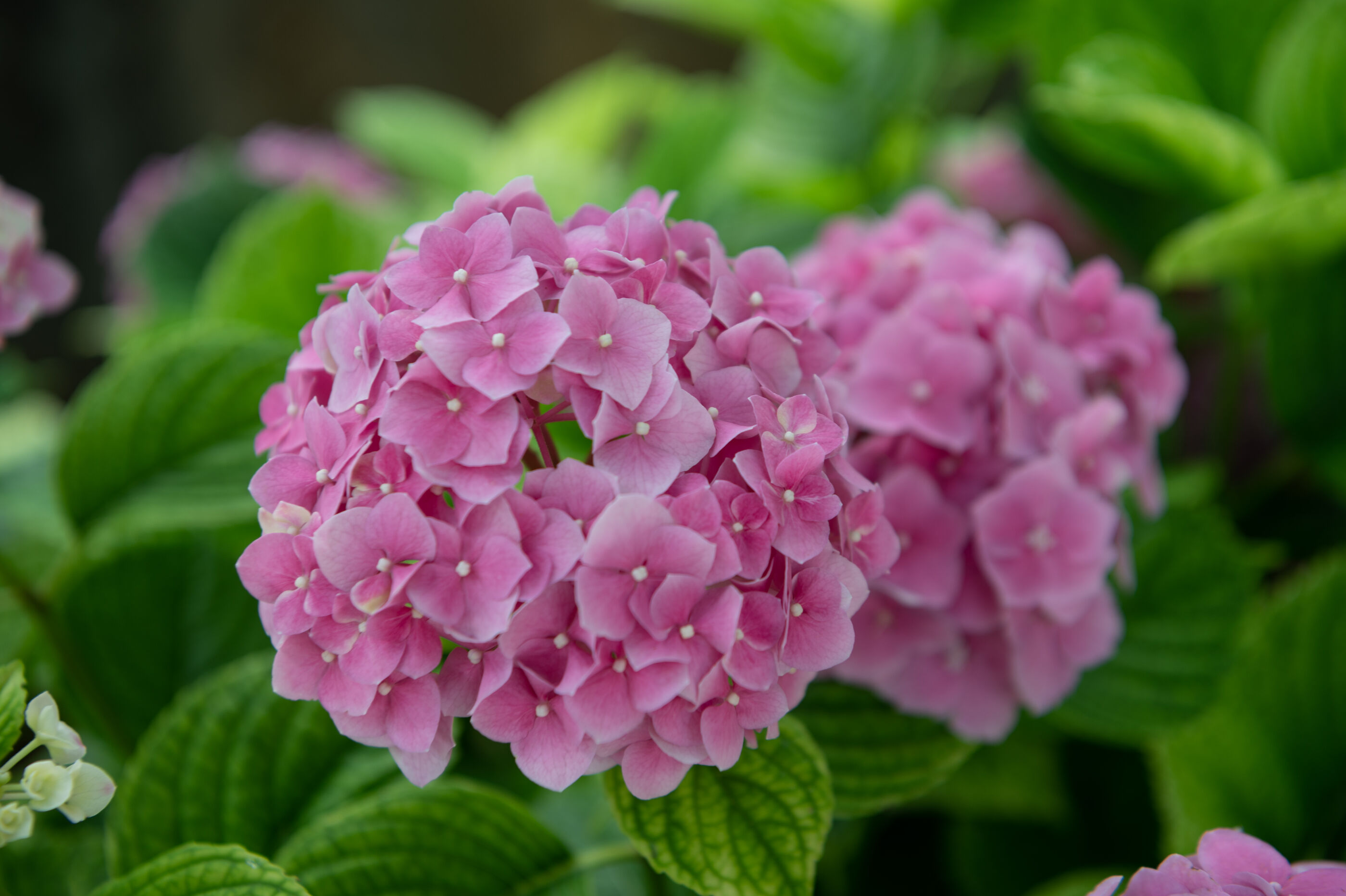 Apartman Carmen Opatija A1