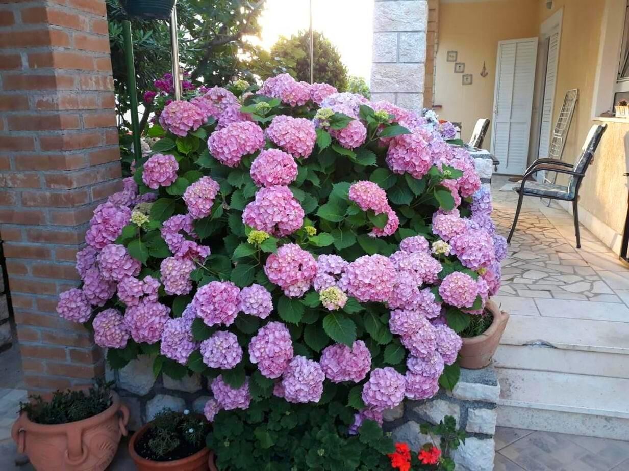 Photo of Apartments Miranda