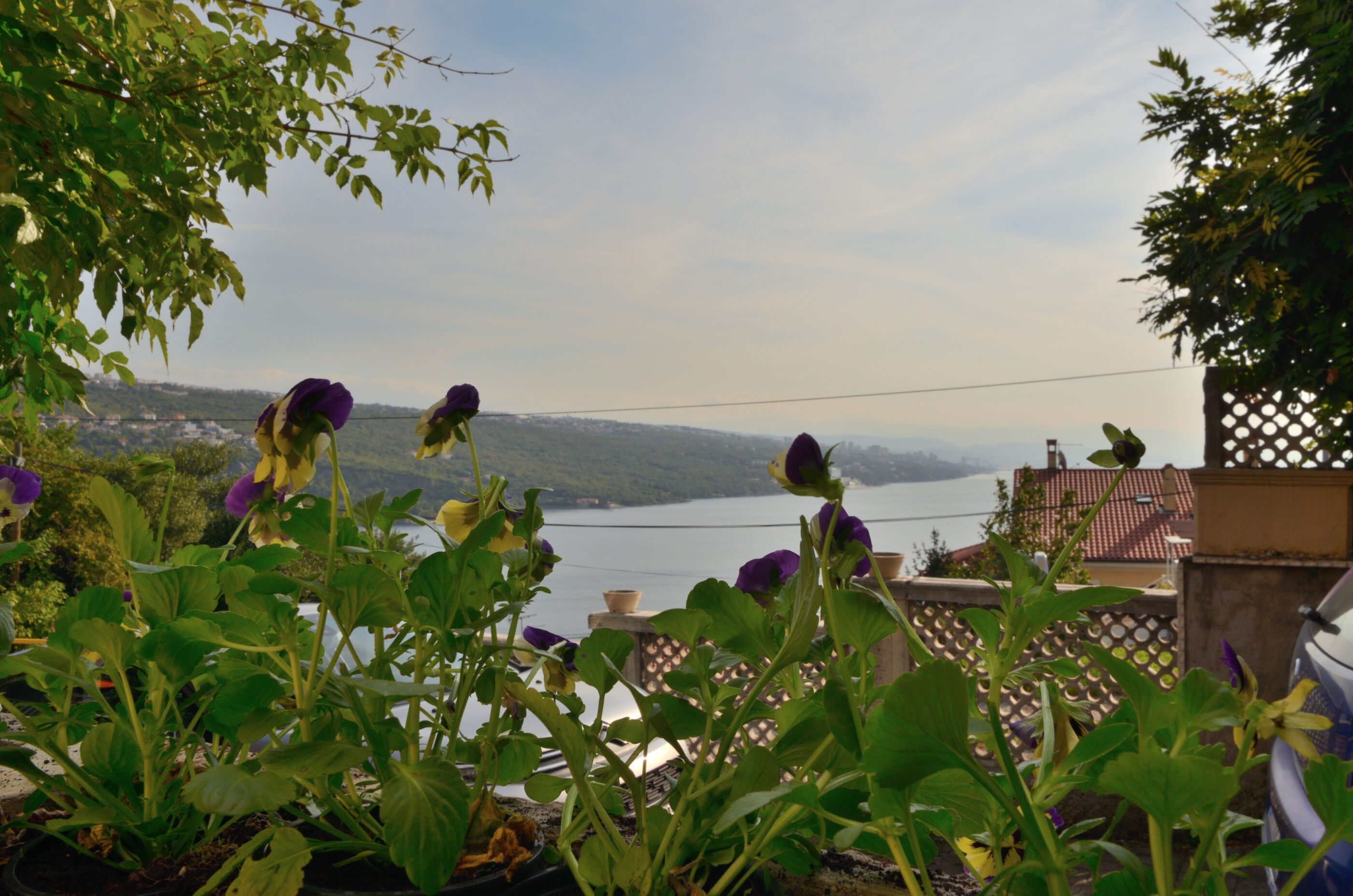 Photo of Apartments Vladislav