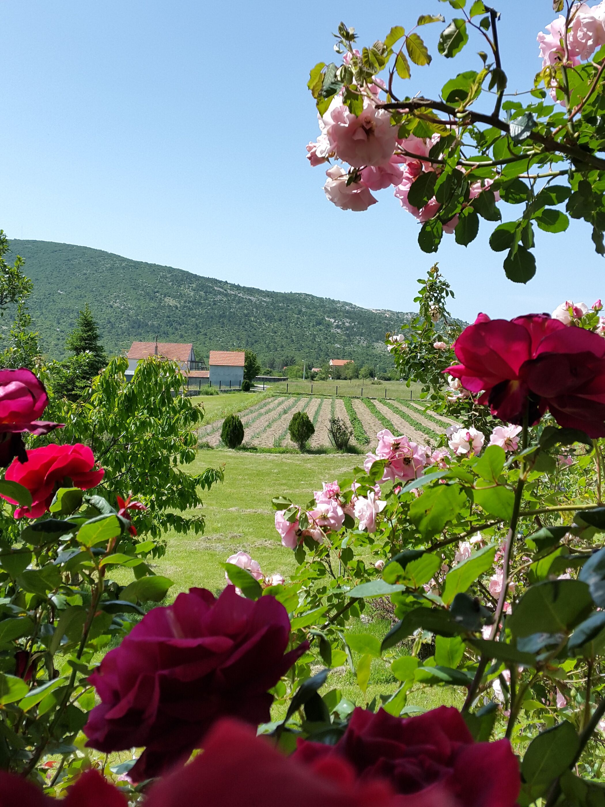 Photo of Villa Almas