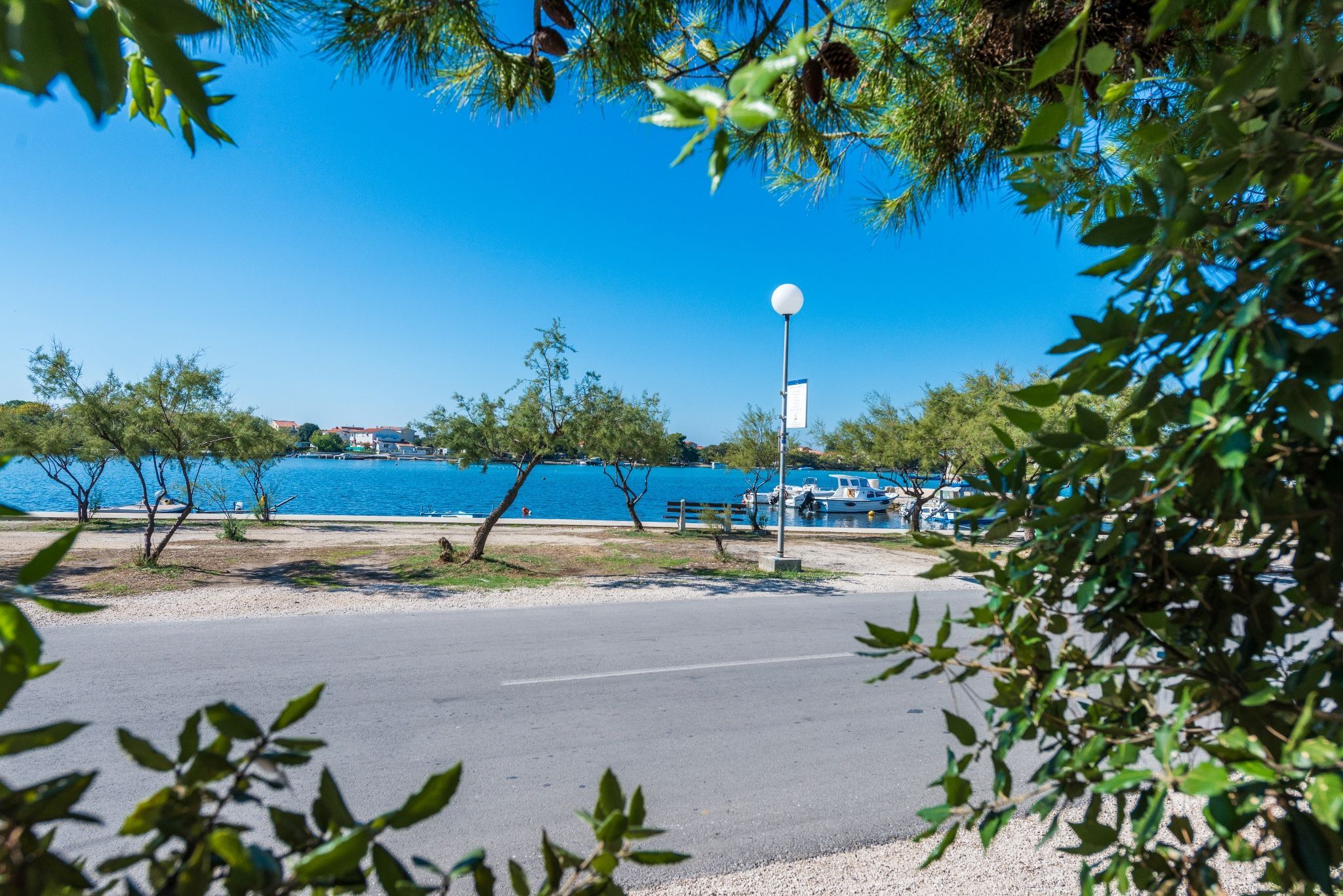 Photo of House Oleander