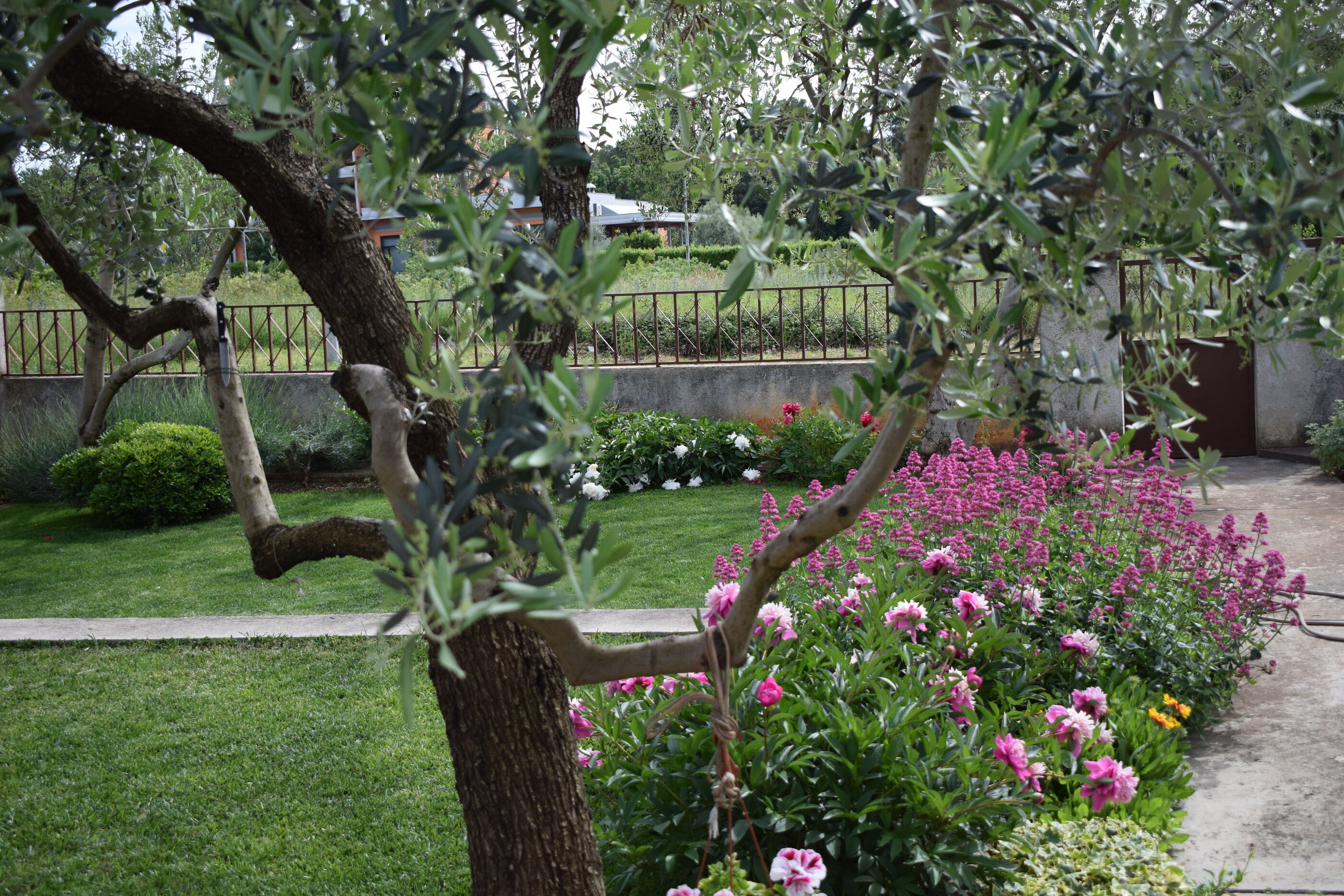 Photo of Apartments Mactra