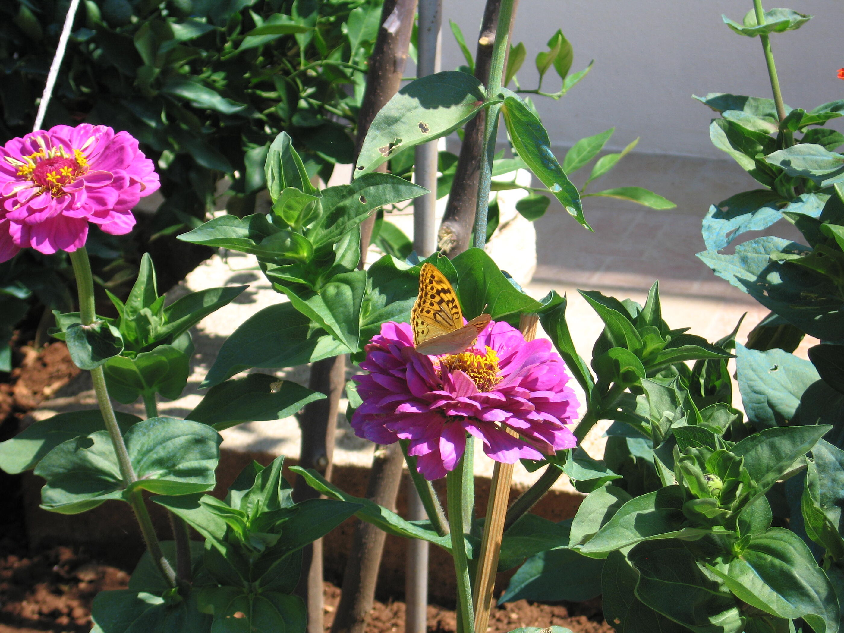 Photo of Apartments Željko