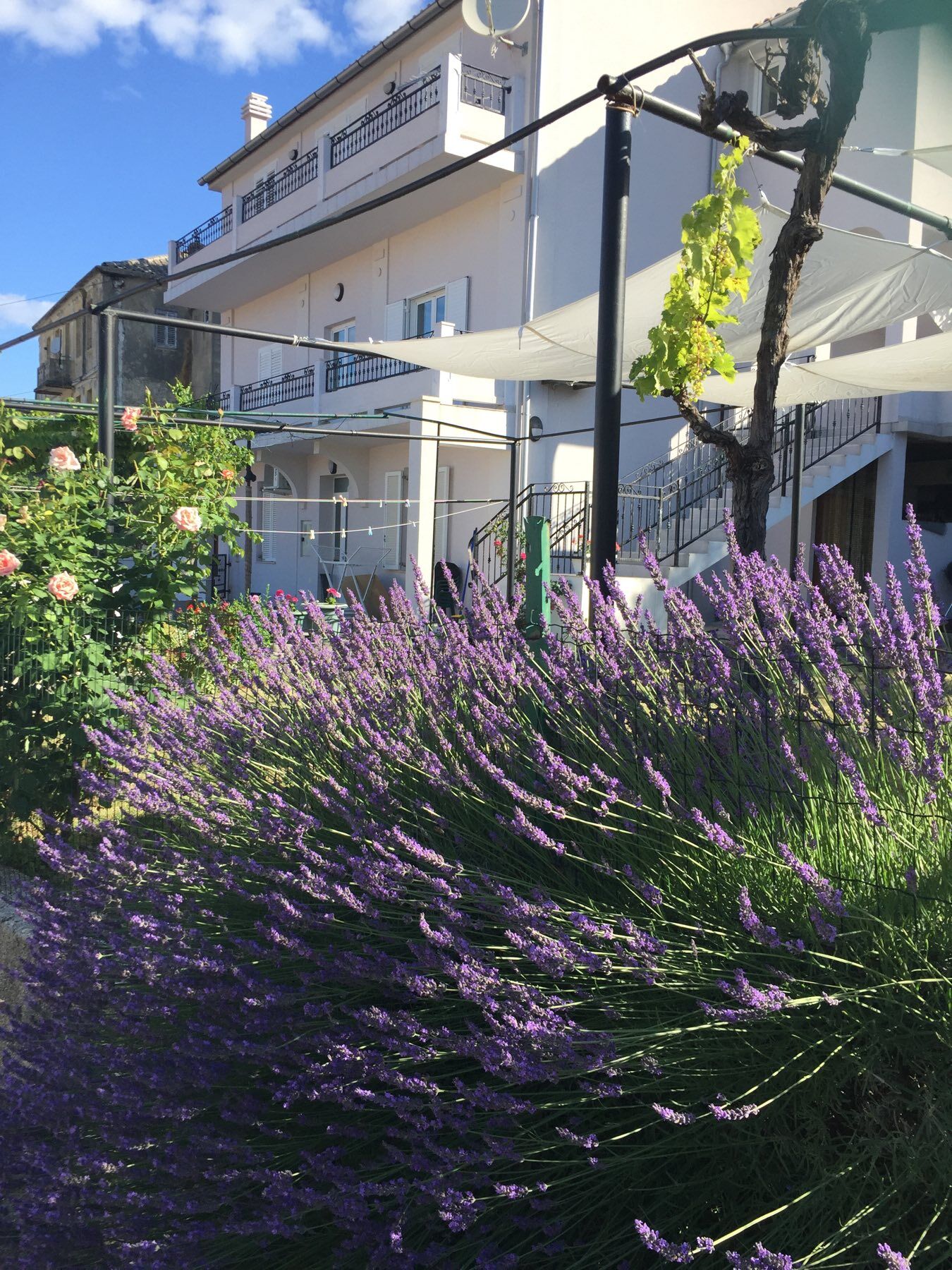 Apartments Maja 95951-A1