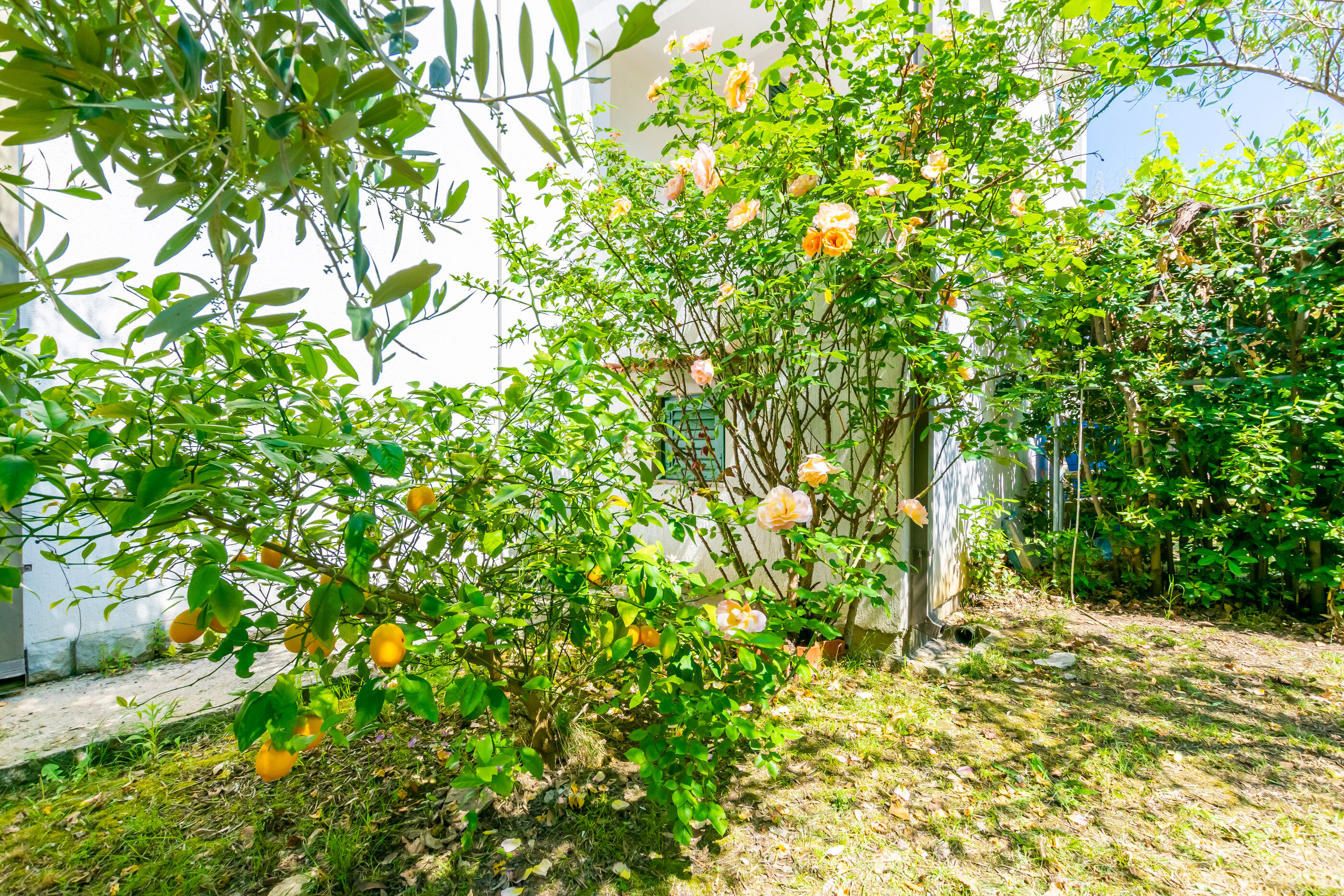 Photo of Apartments Iva