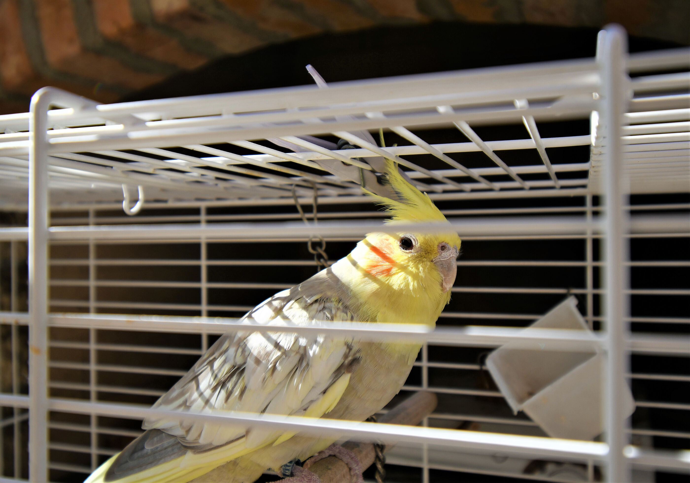 Photo of Apartments Mirjana V