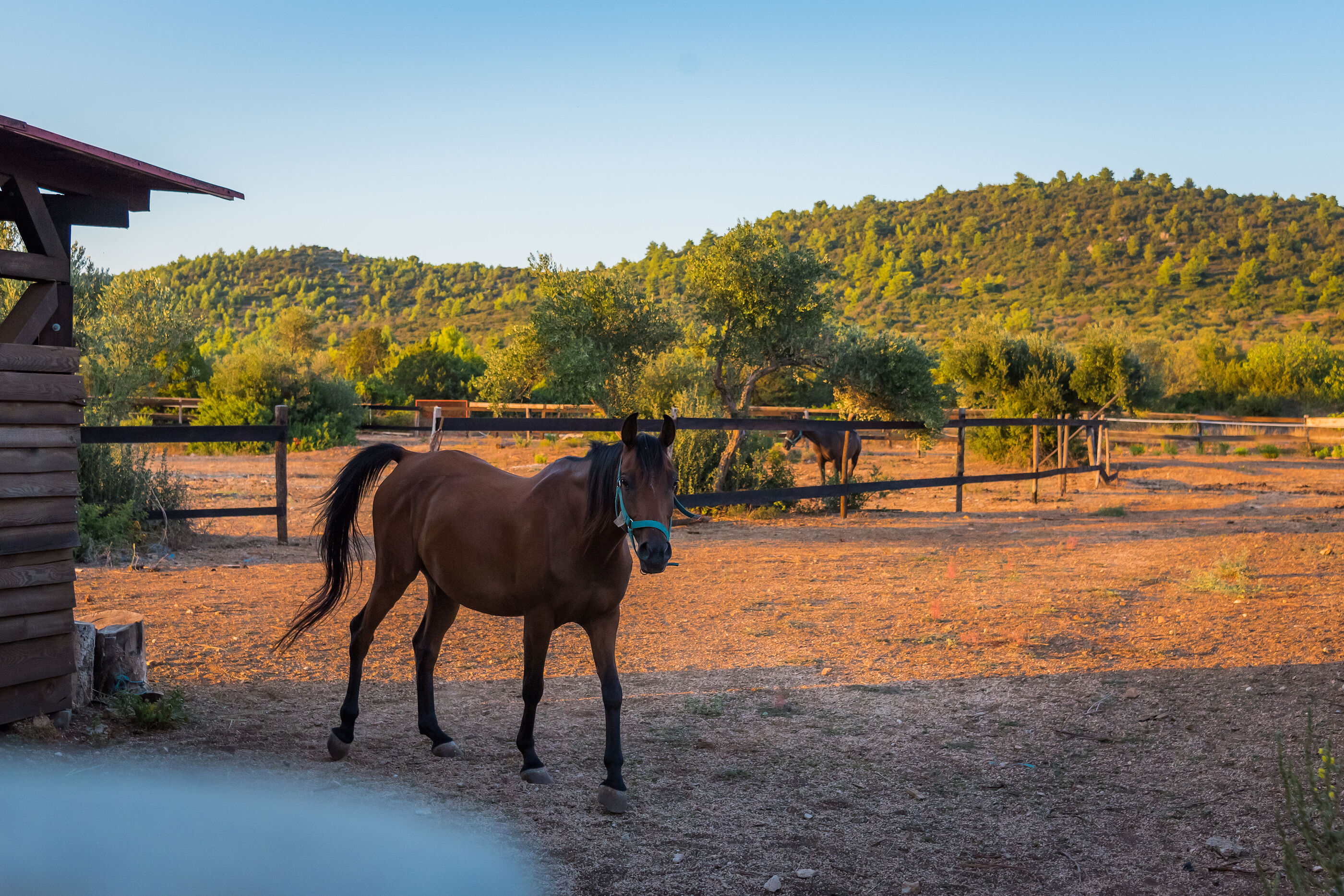 Villa Horse house V0981-K1