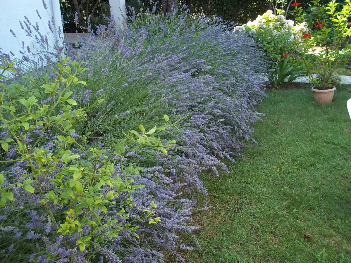 Photo of Apartment Branka