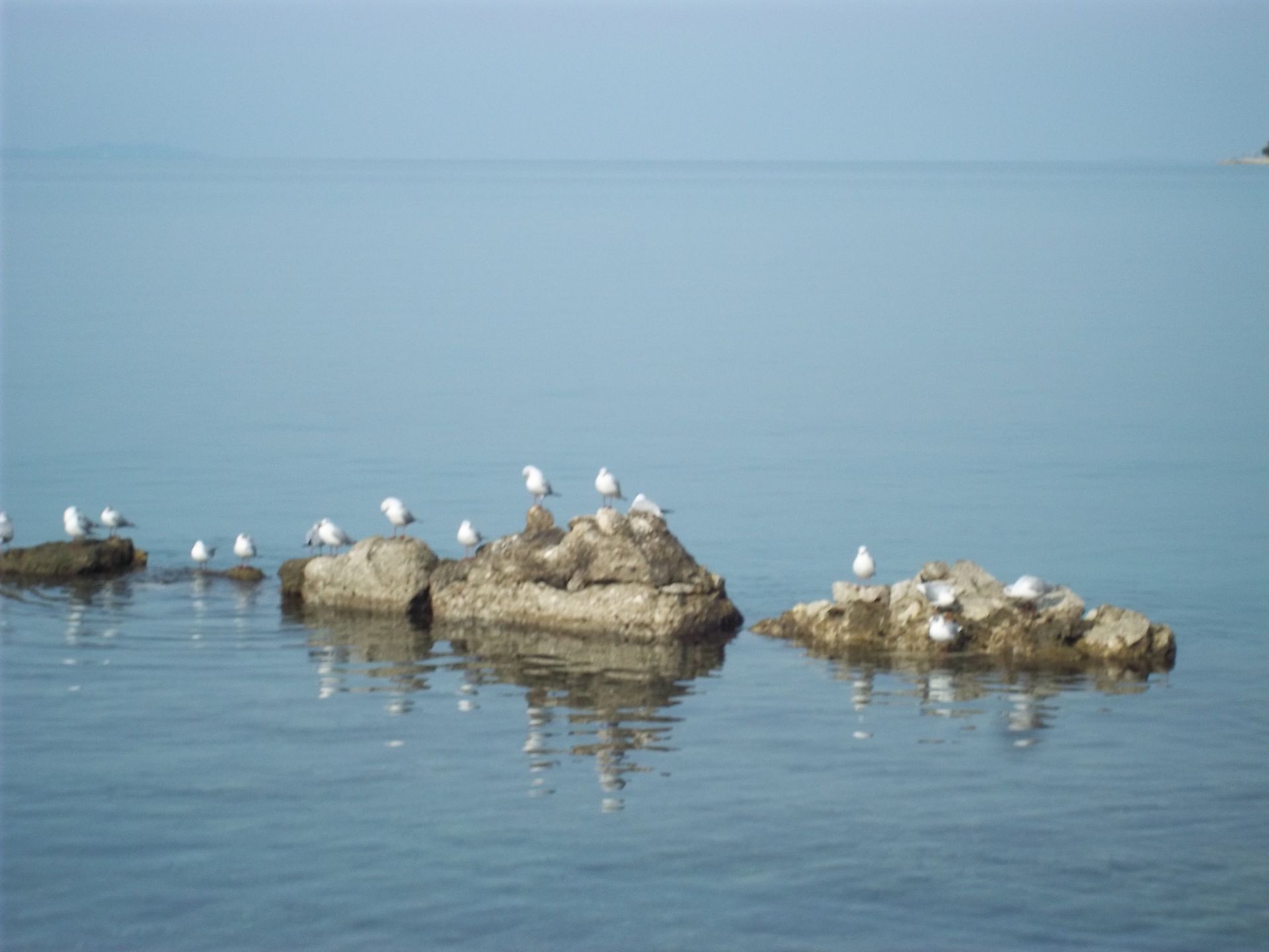 Photo of Apartment Branka