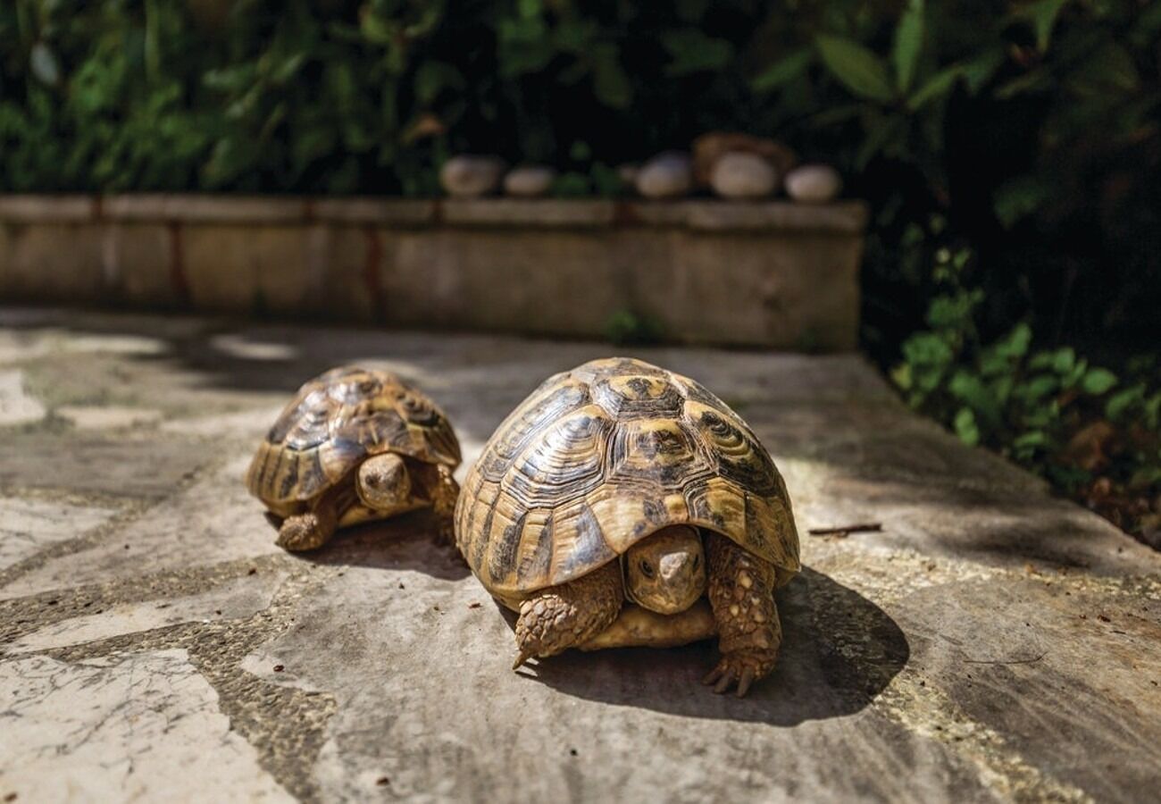 Photo of Apartment Dari