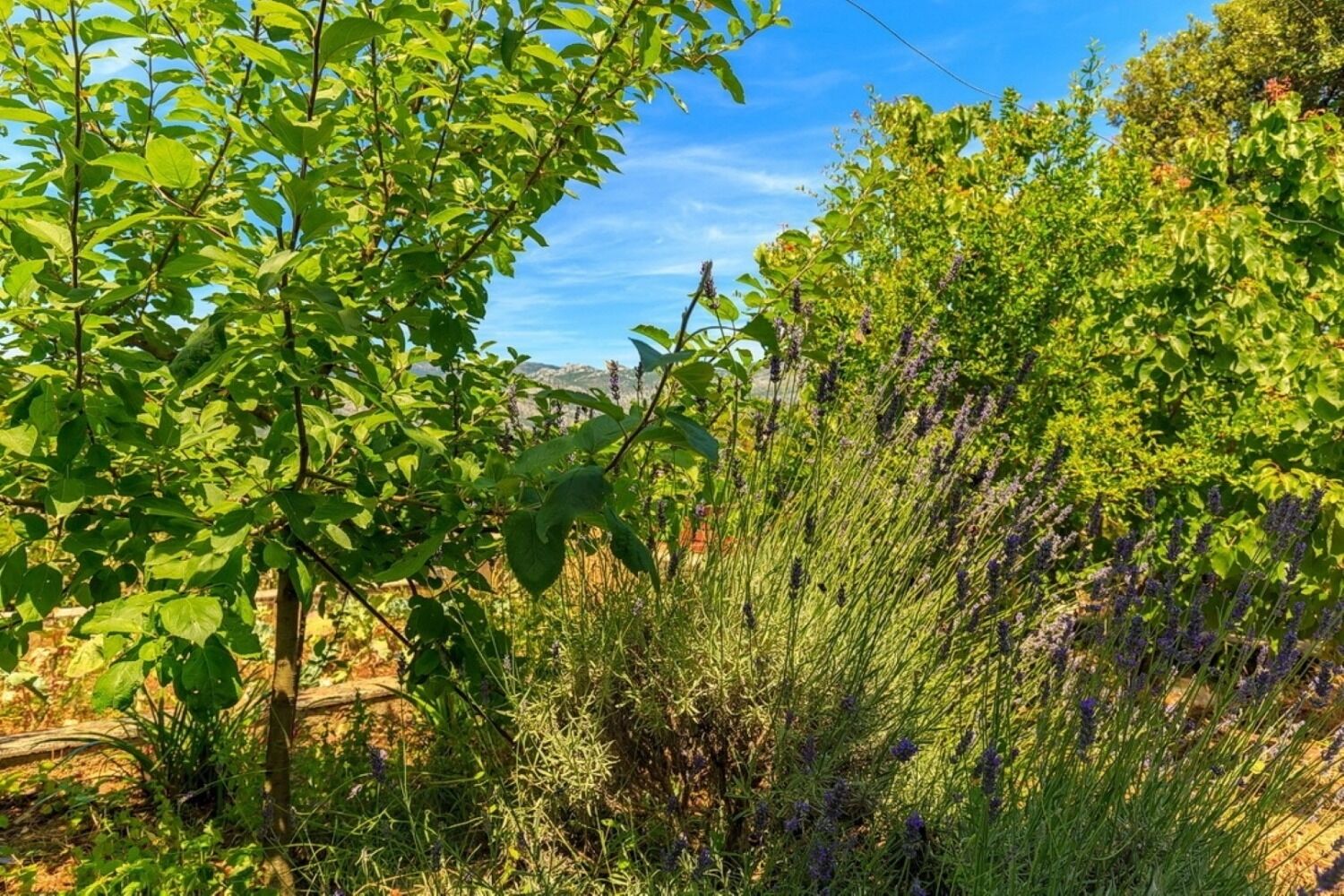 Photo of House Marija