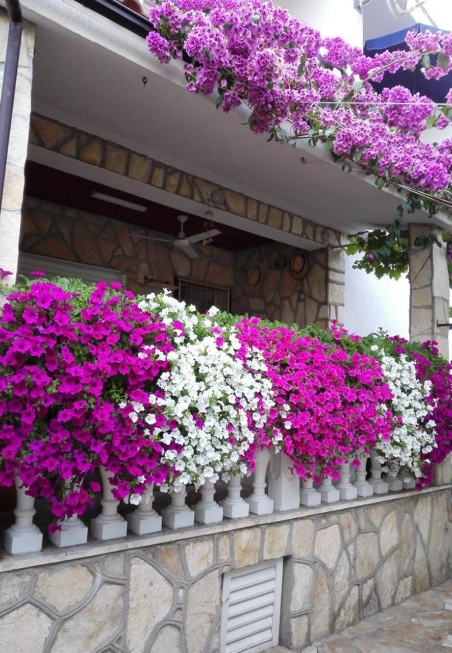 Apartment Dobri 106301-A6