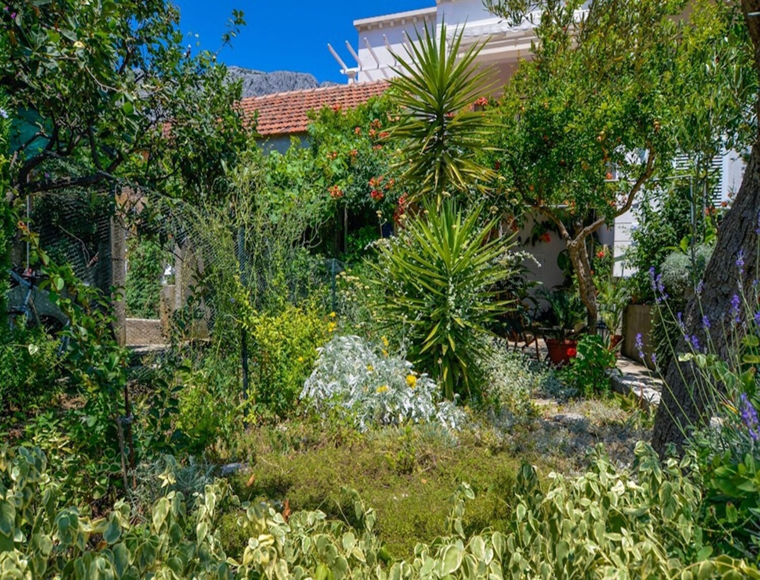 Apartment Rosa 106671-A2