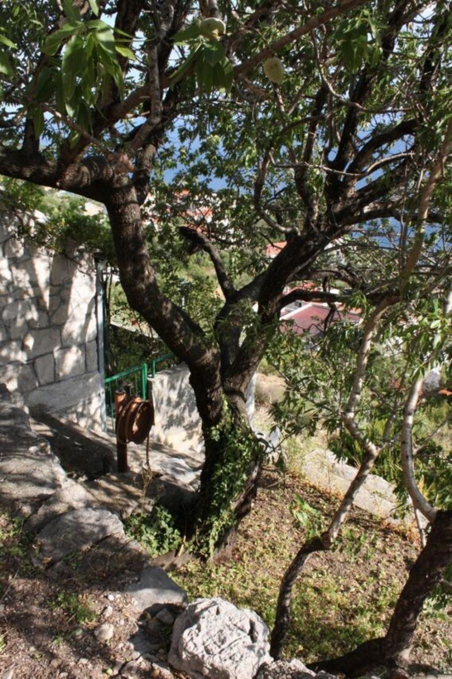 Apartment Ruzmarin 107321-A1