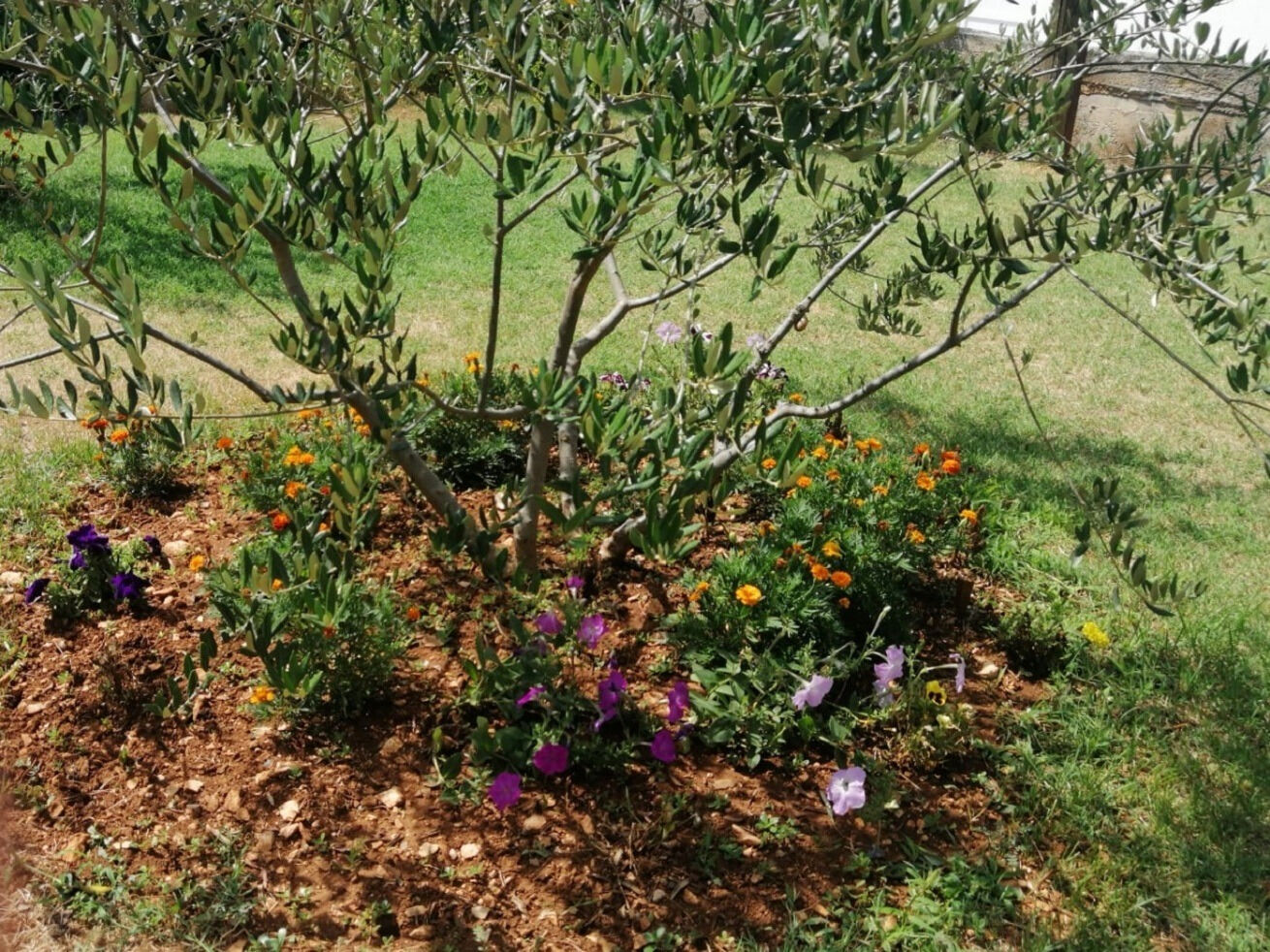 Photo of Apartment Anka