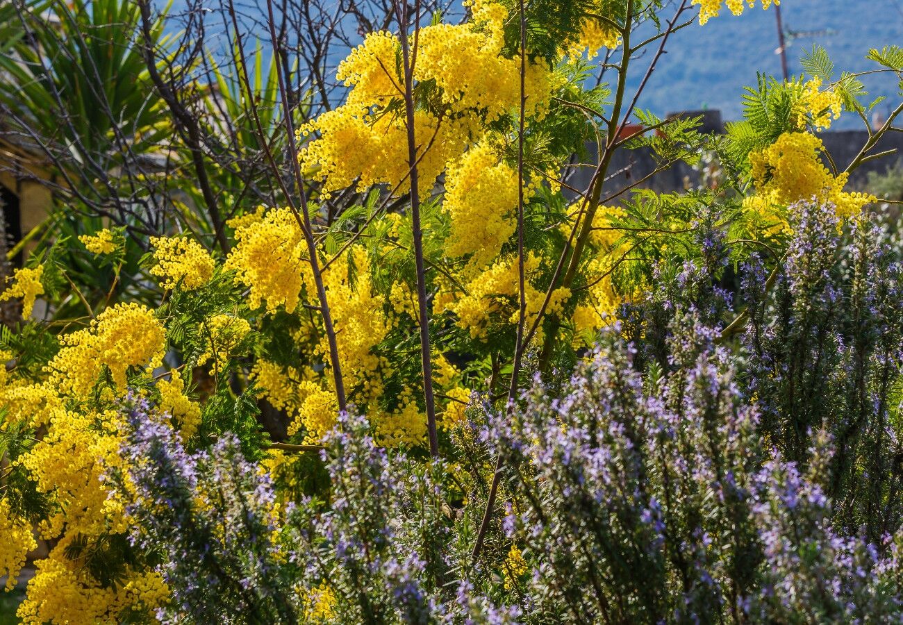 Photo of House Božena