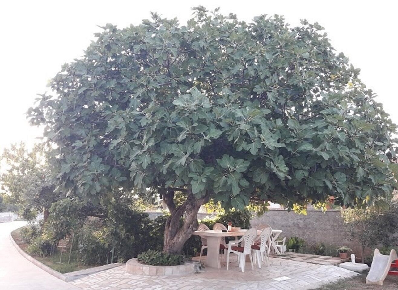 Apartment Ljilja 10838-A1