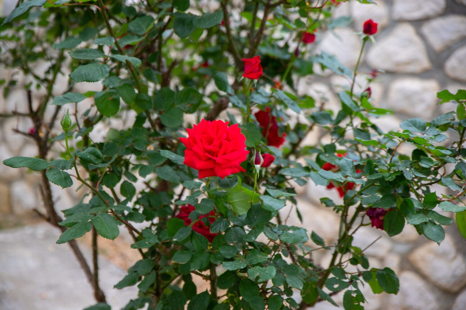 Photo of Apartments Nada