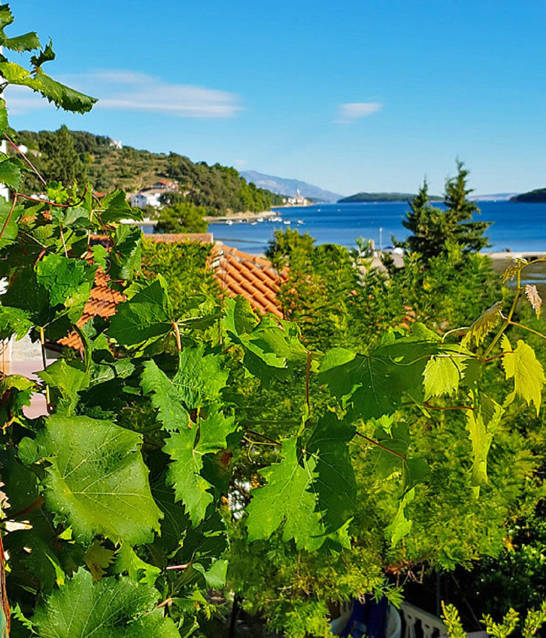 Photo of Apartments Ivi