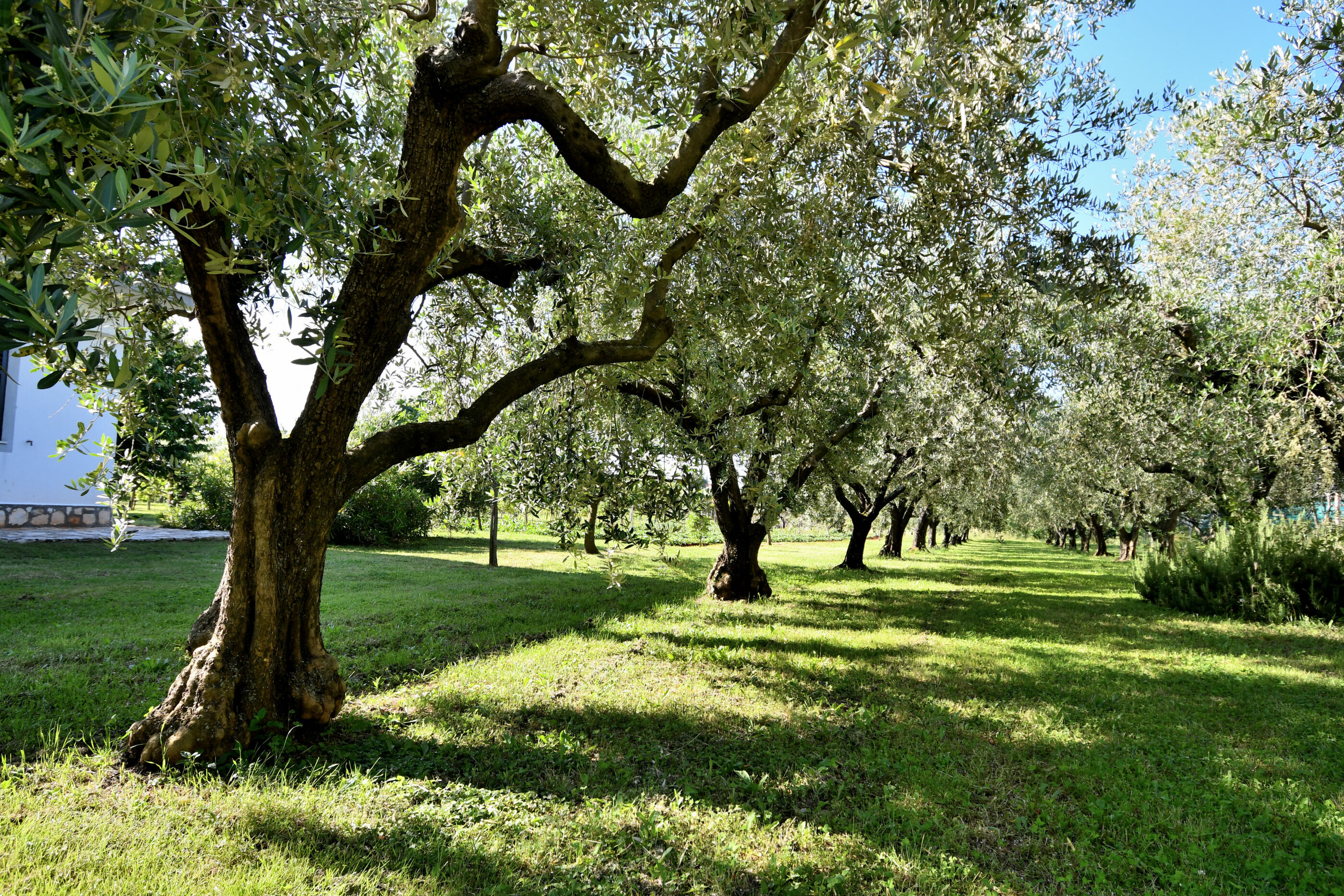 Photo of House Ariella