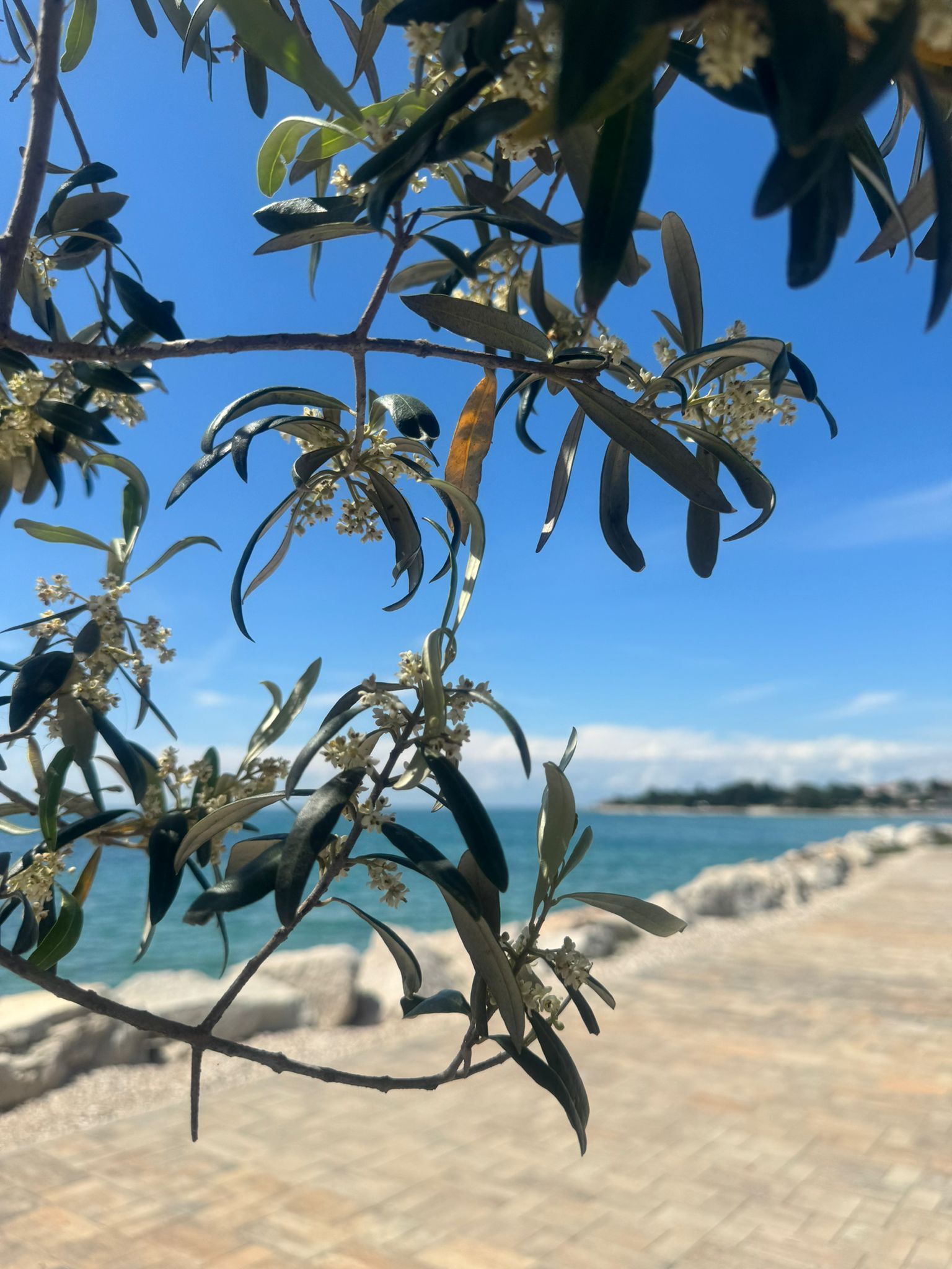 Apartment Seaside & Golf 10137-A1