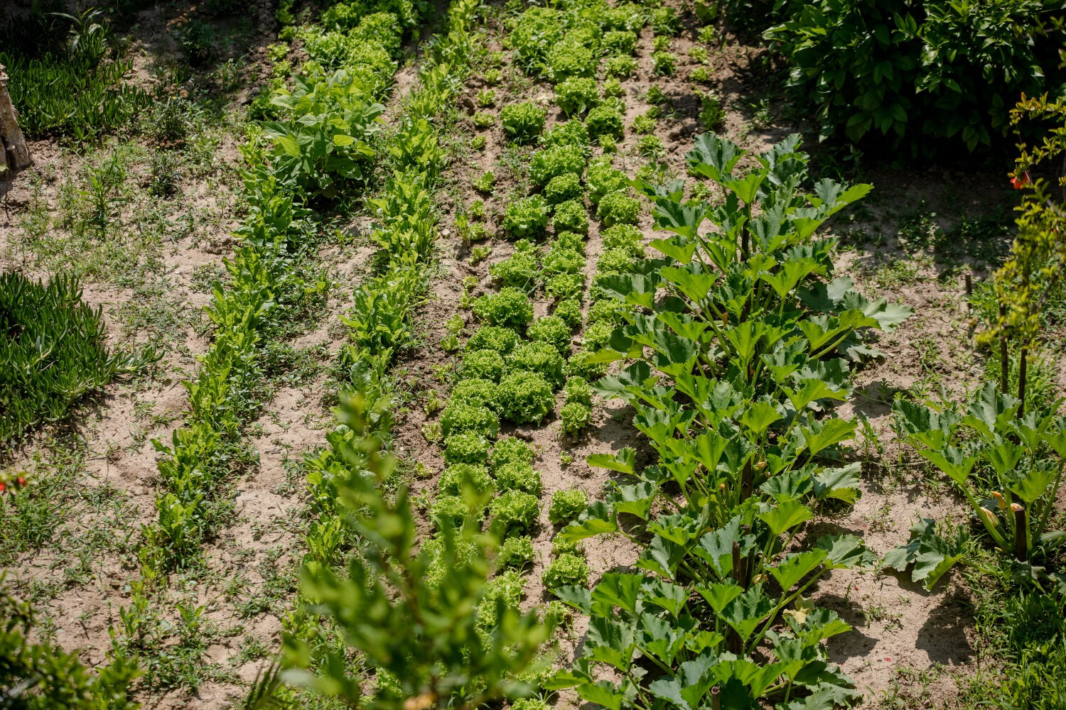 Photo of Apartments Mili