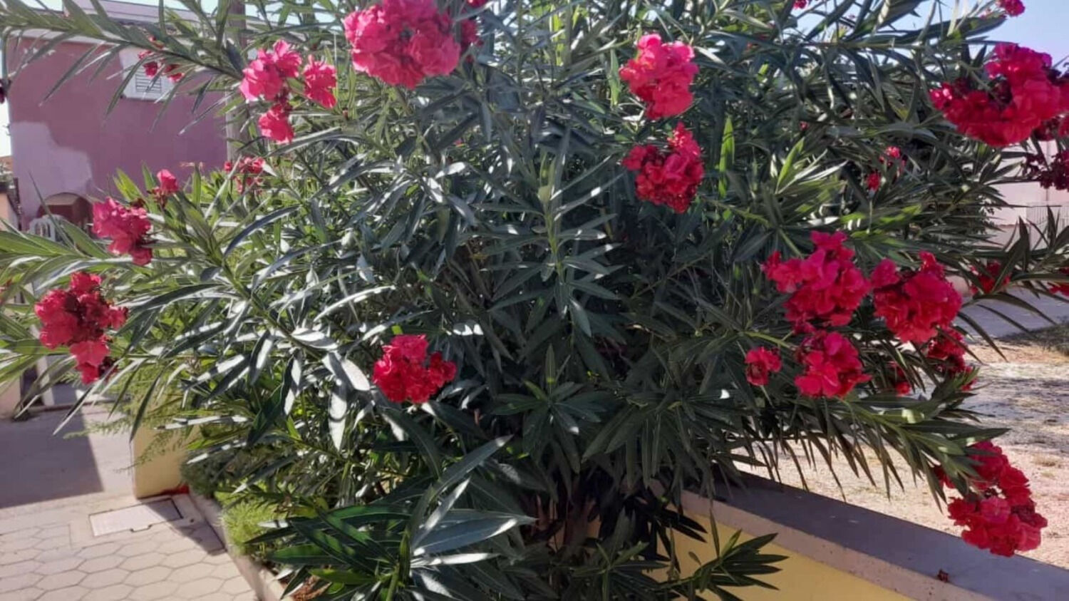 Photo of Apartments Vanja