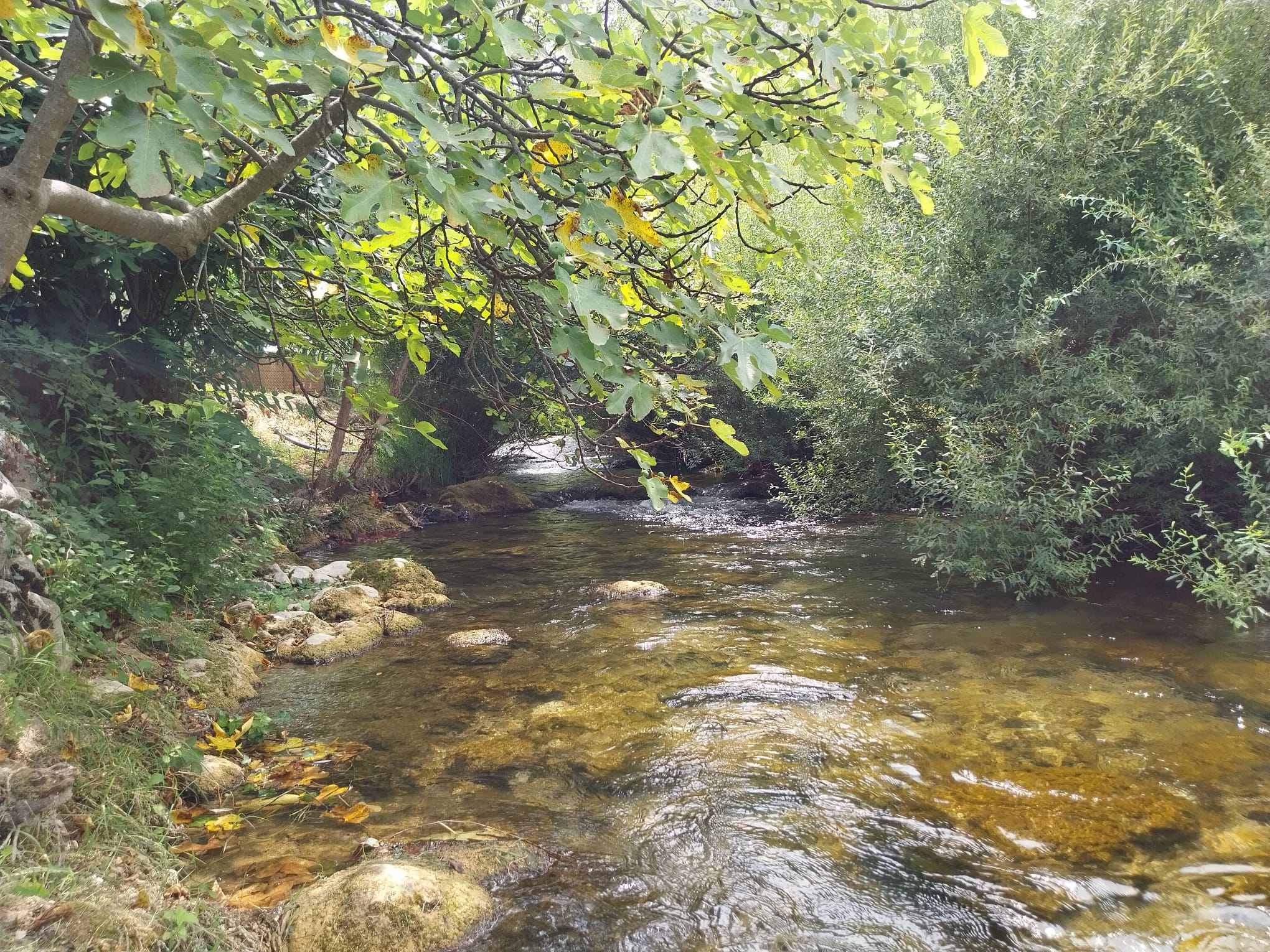 Photo of House River