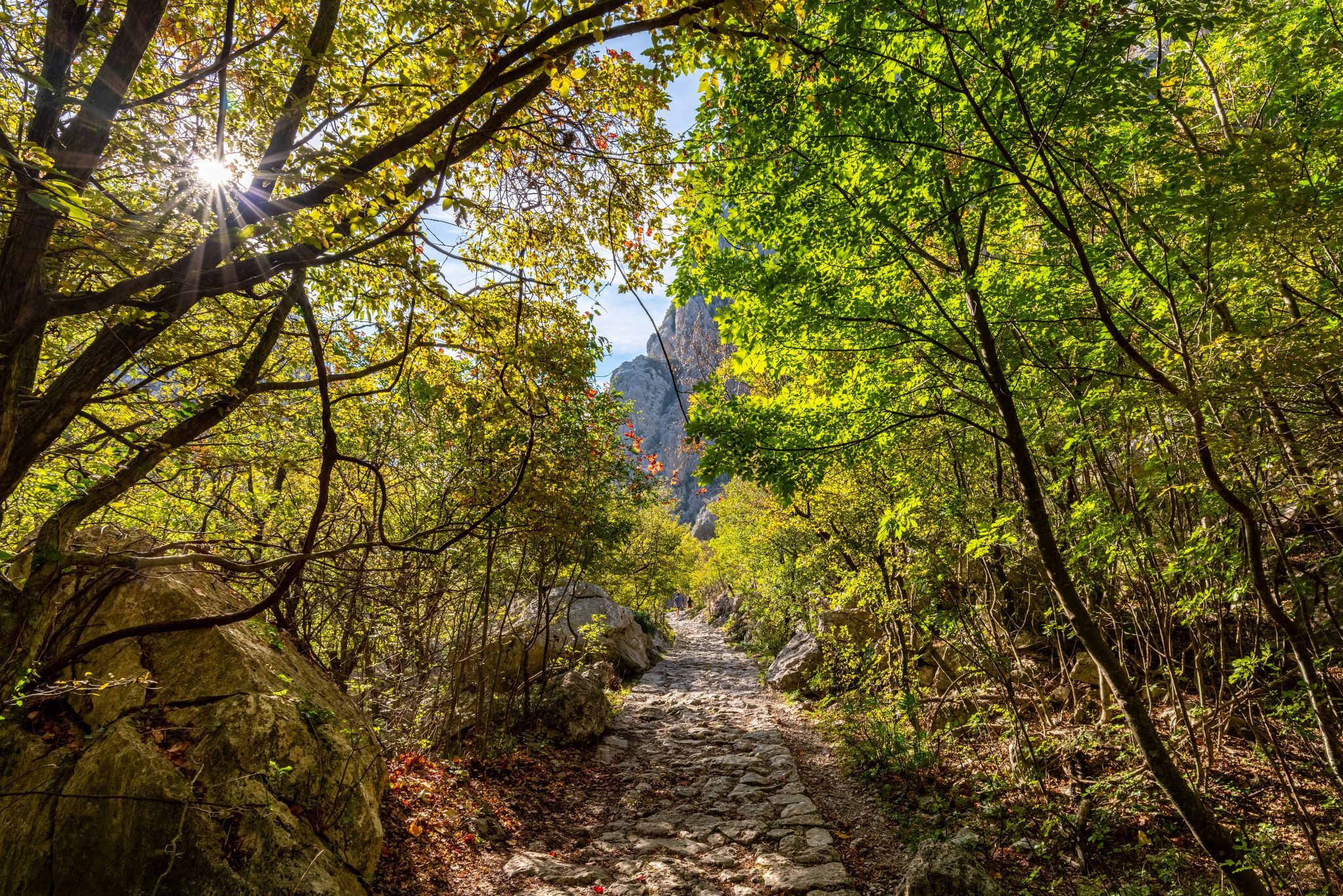 Photo of Apartment Agava