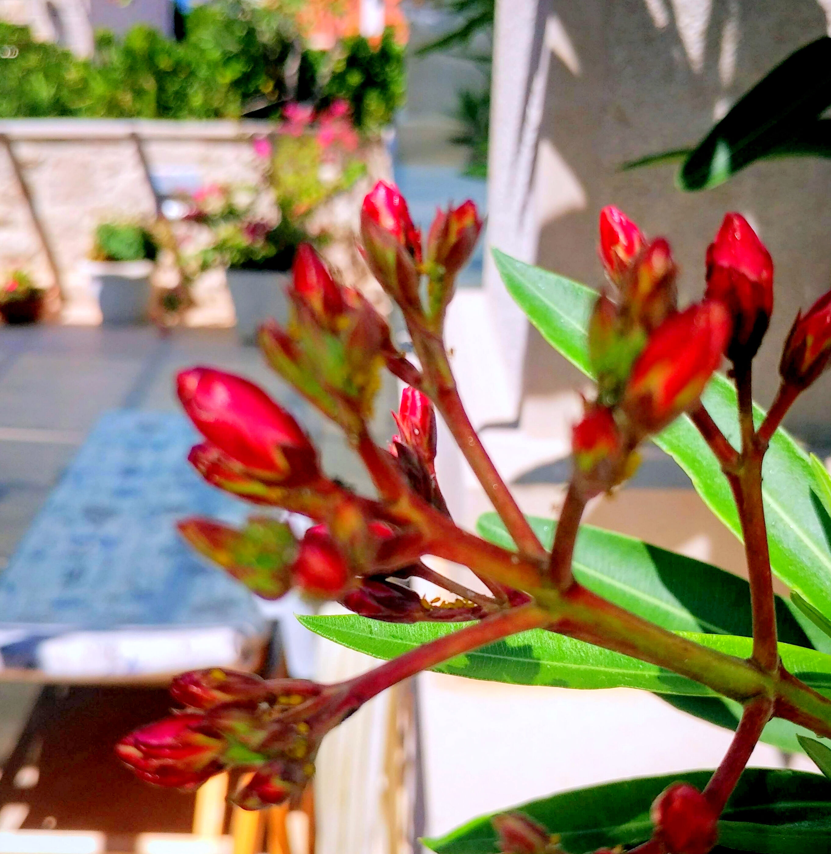 Apartment Ennio 103061-A3