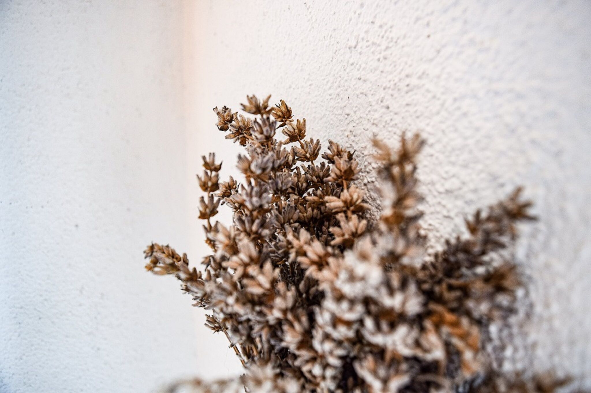 Apartment Ennio 103061-A1