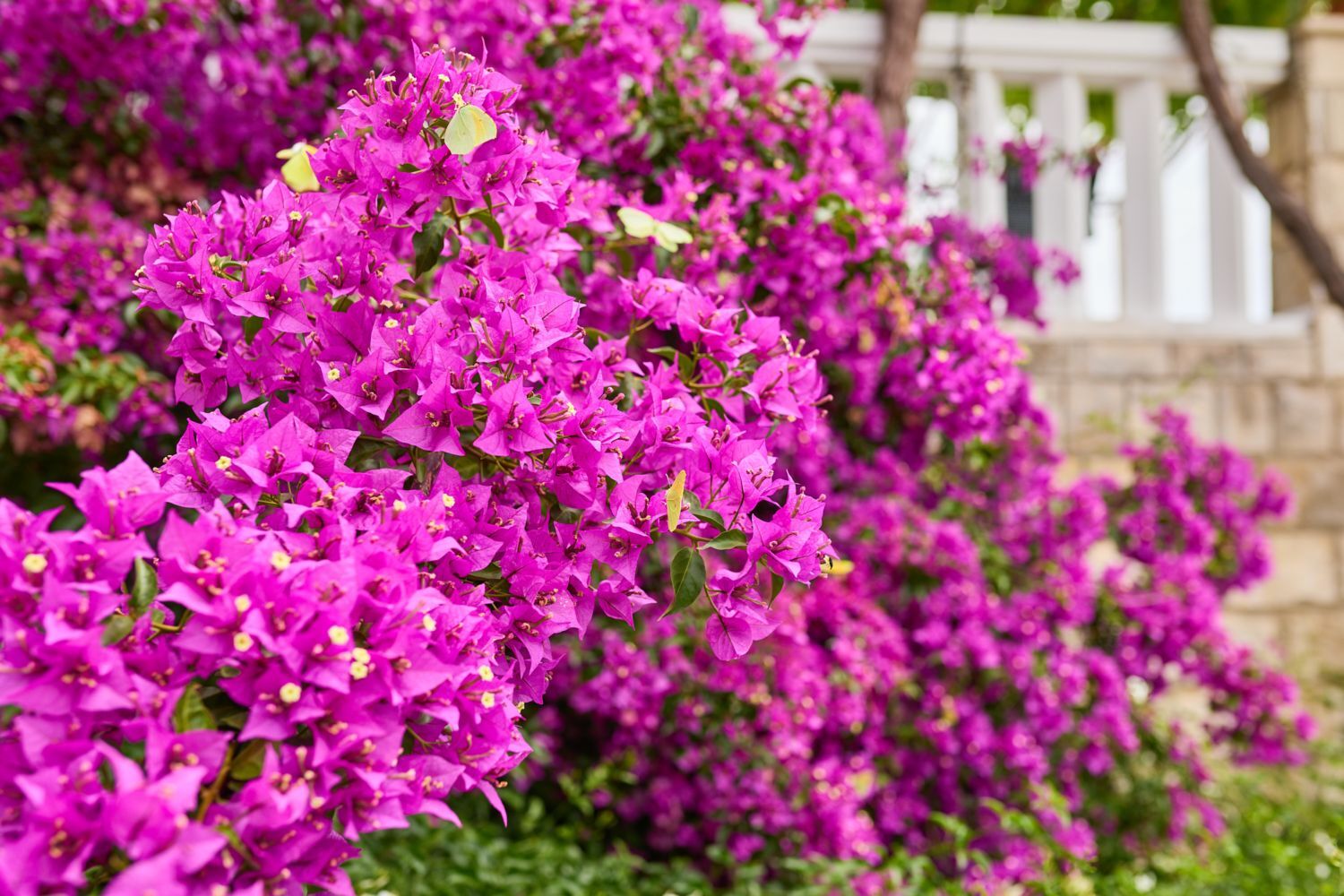 Apartments Hansal A3