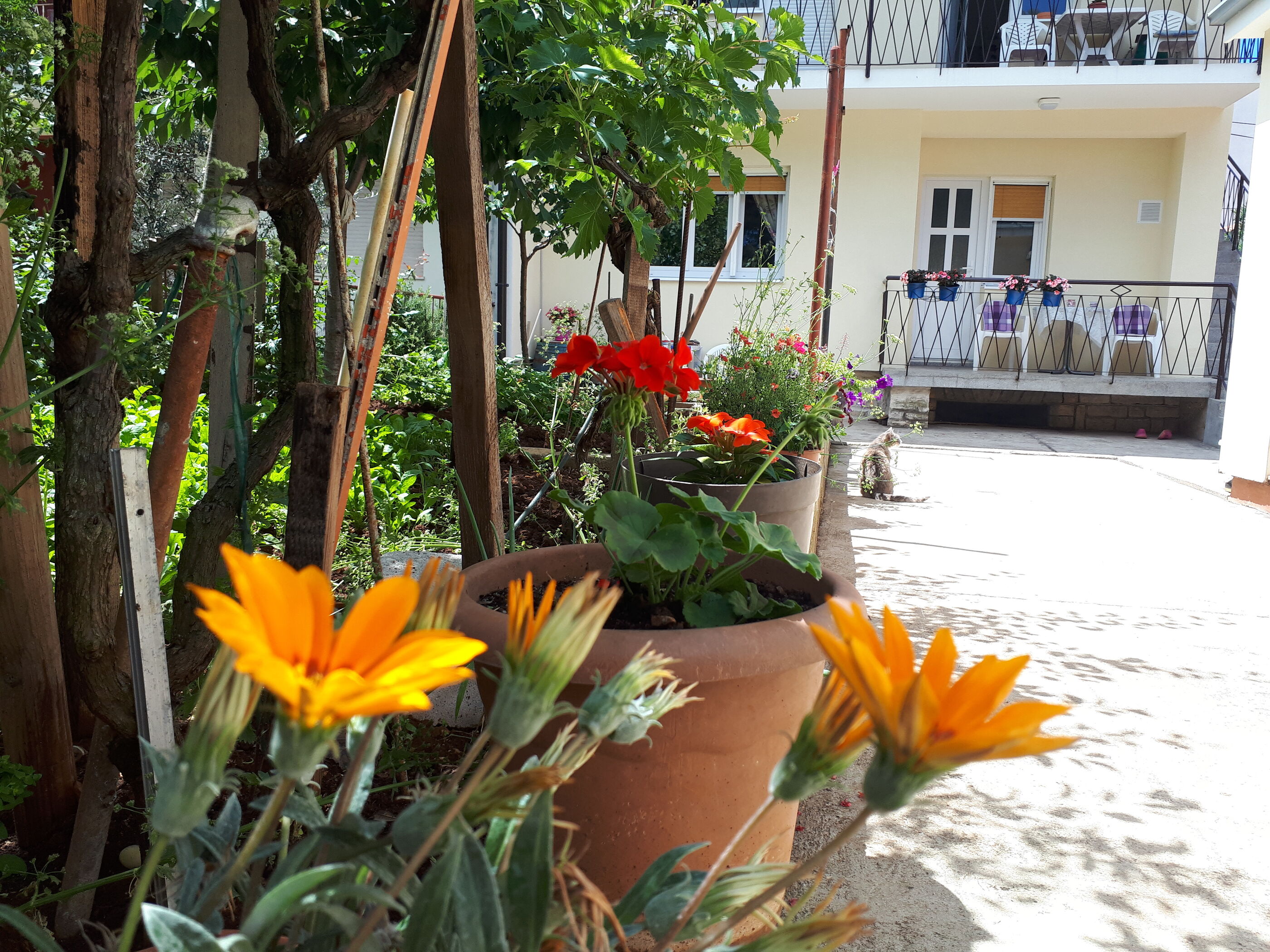 Apartment Petunija 116371-A1