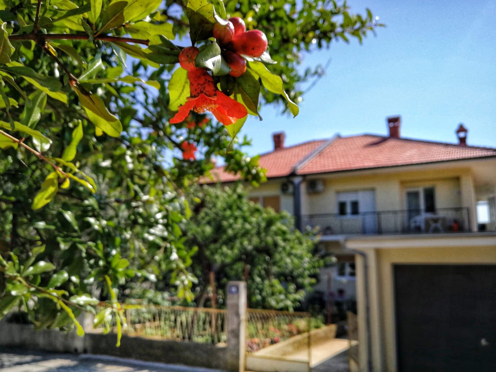 Apartment Petunija 116371-A1