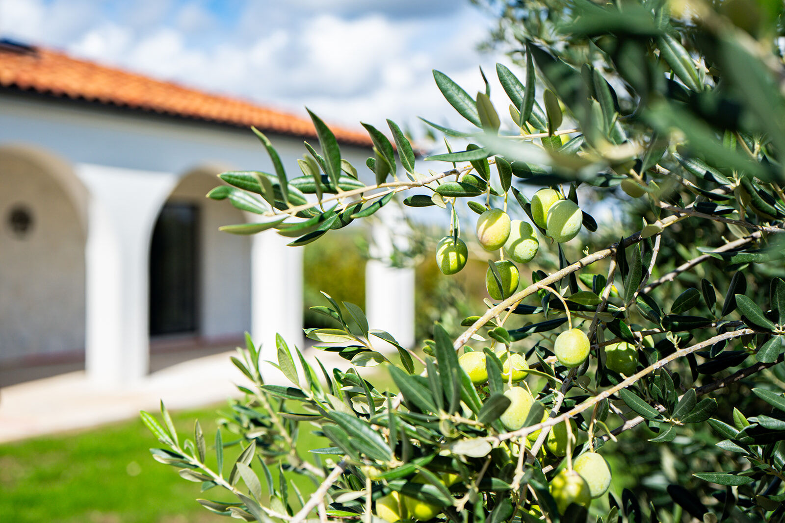 Villa Olivarum K1