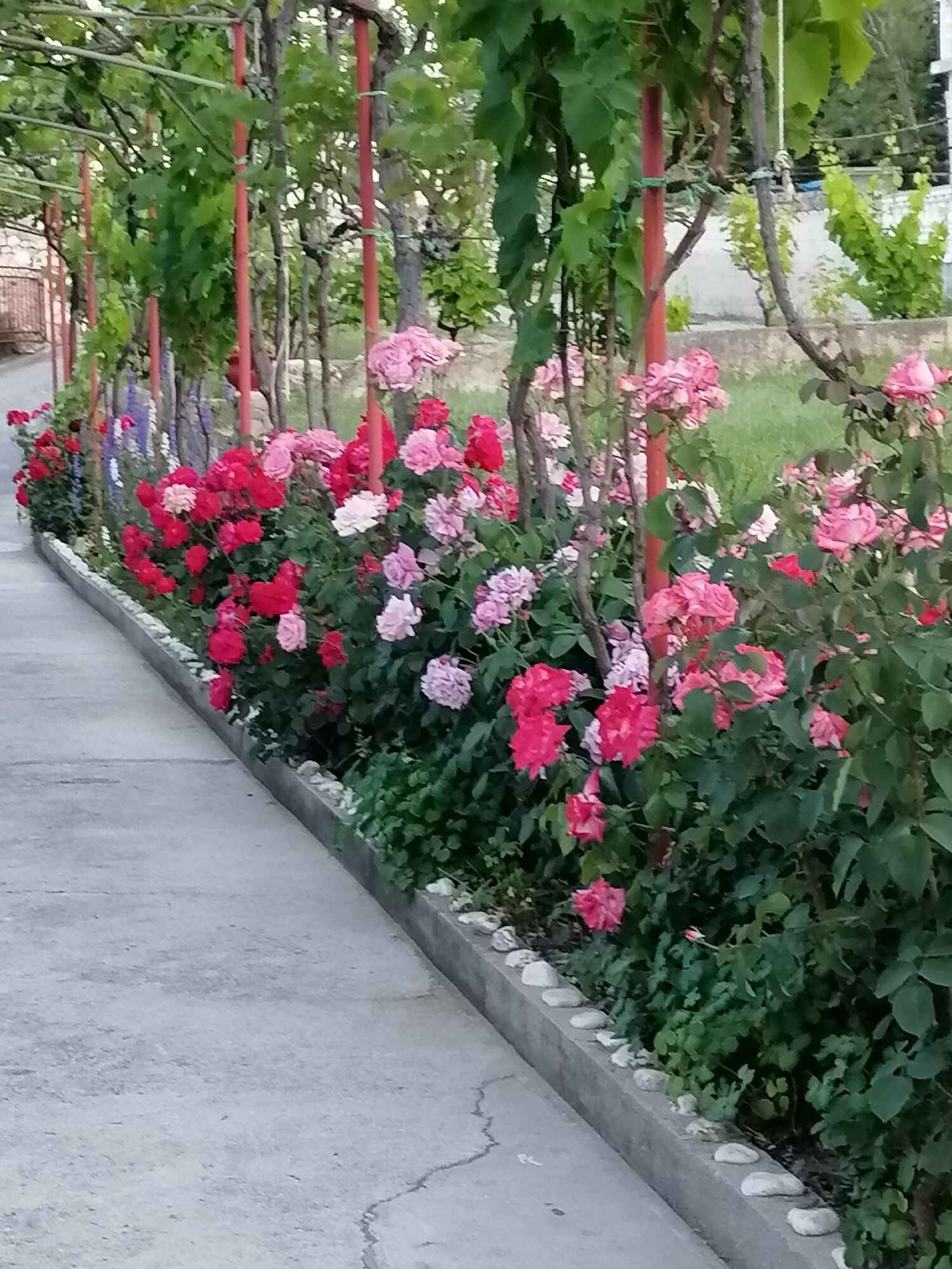 Photo of Apartments Poldan