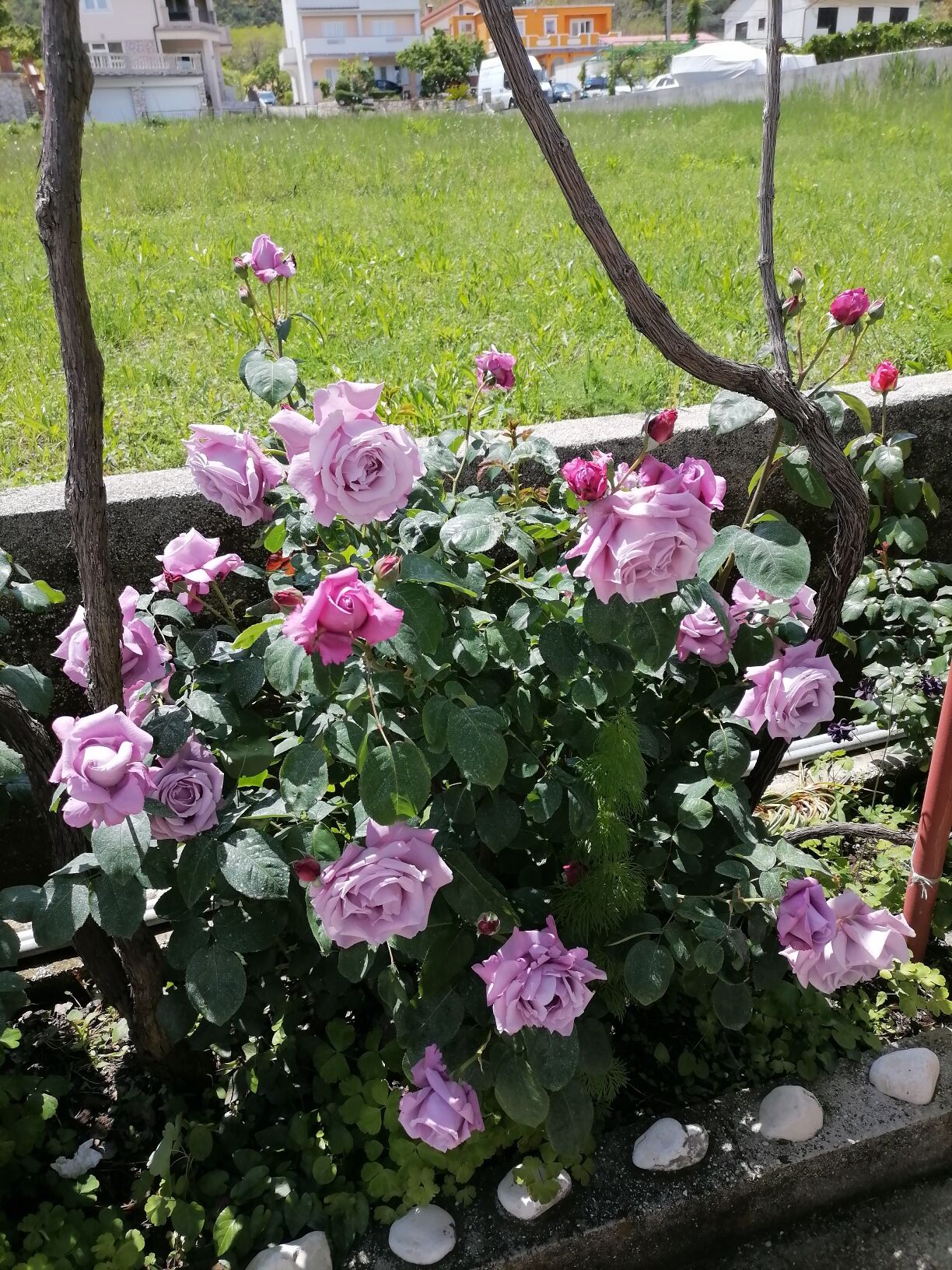 Photo of Apartments Poldan