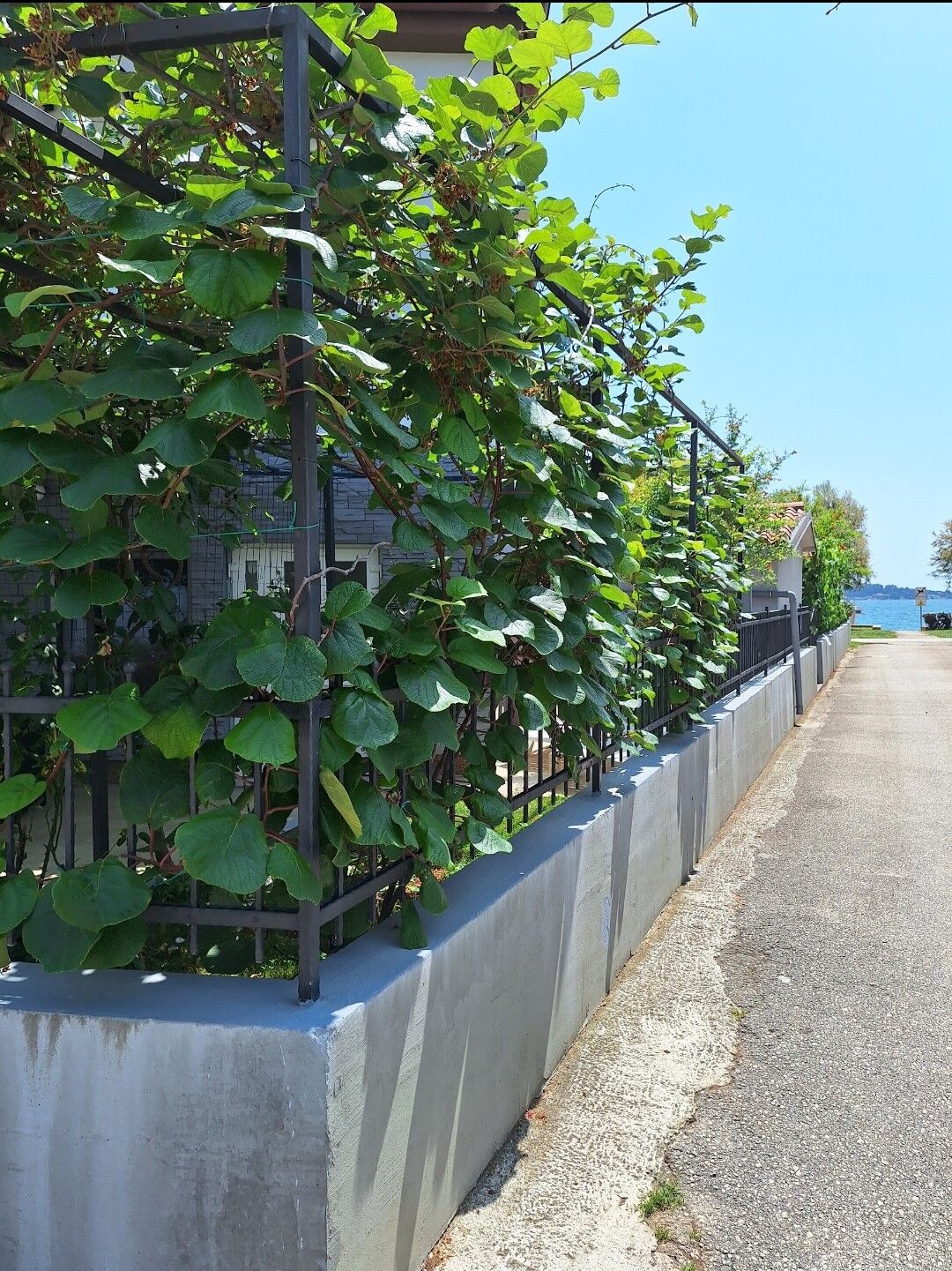 Photo of Apartments Pintar