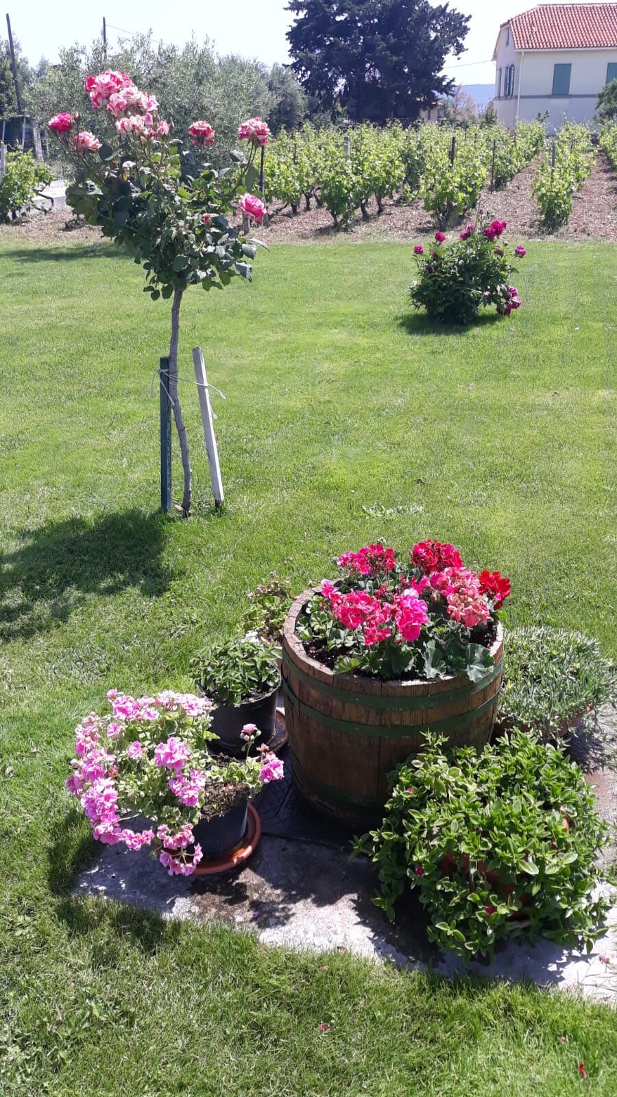 Photo of House Marija