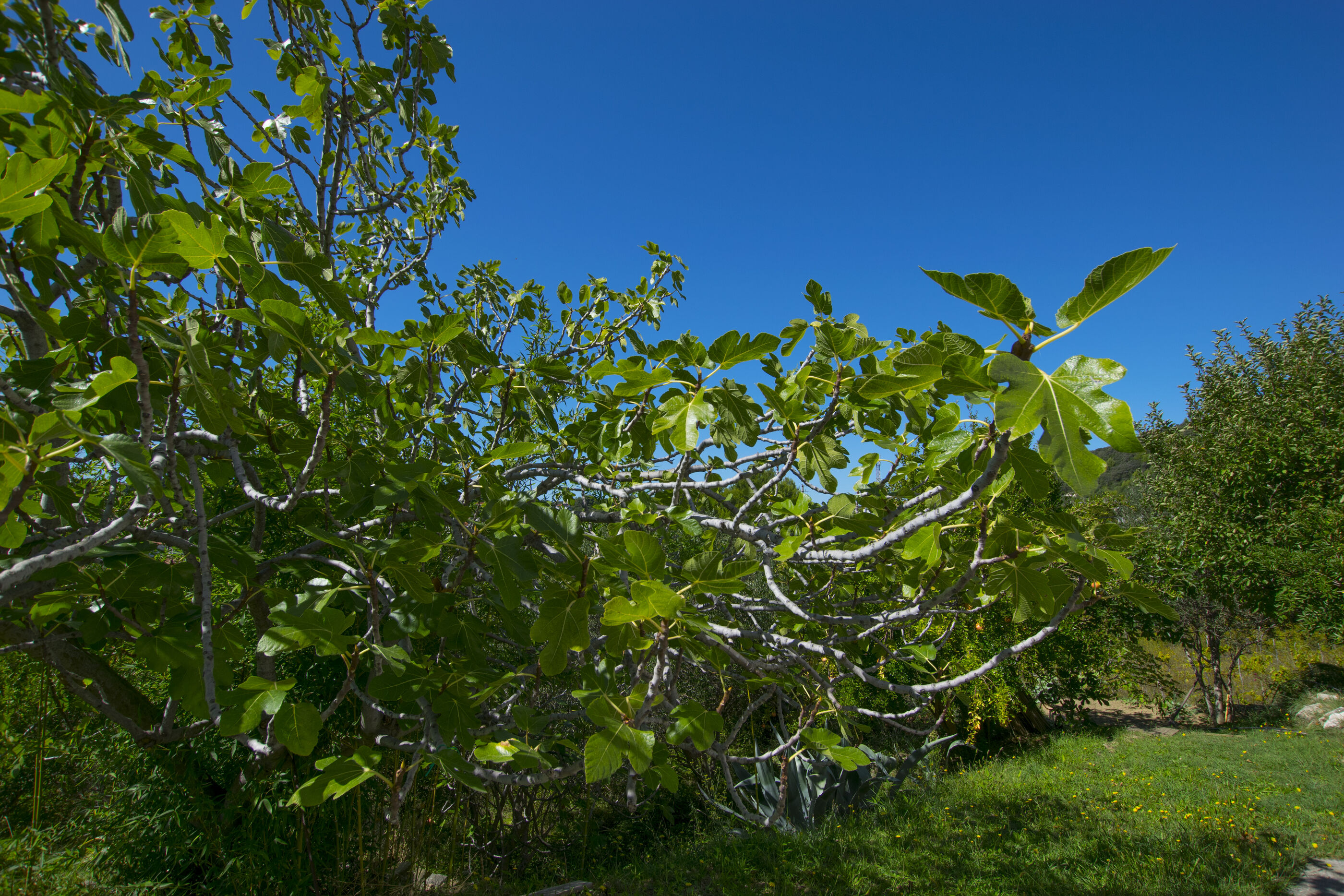 Photo of Apartments Rasic