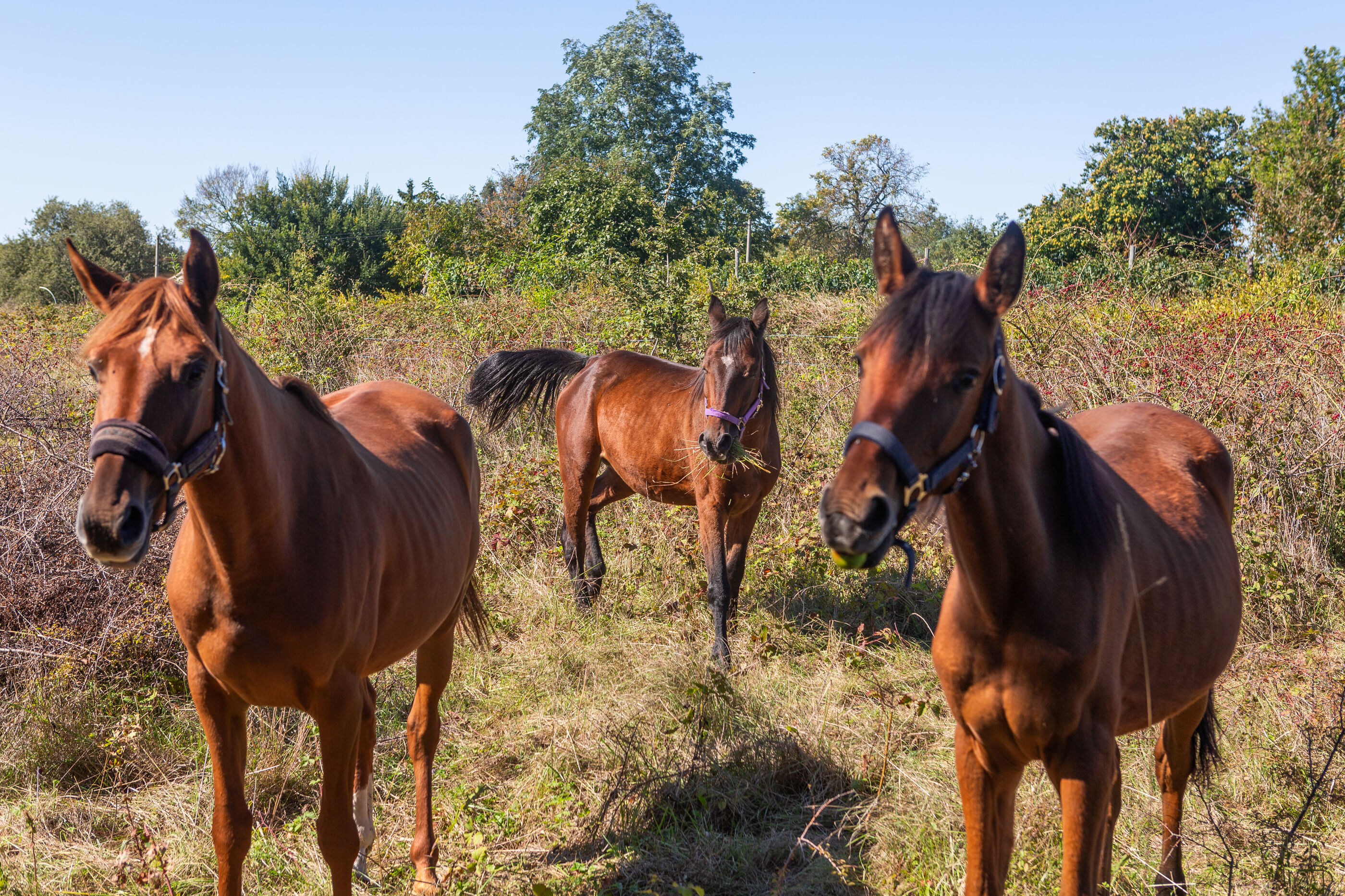 Photo of Villa Cetiri Hrasta
