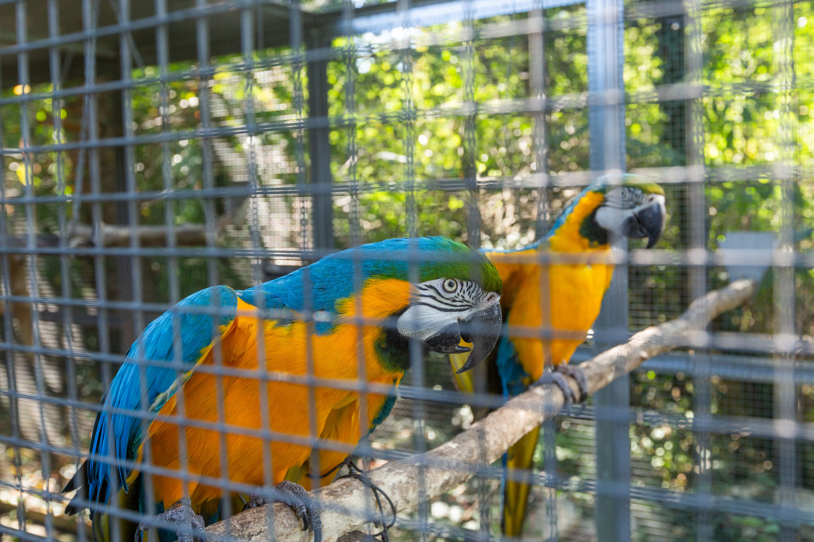 Photo of Apartments Cetri Hrasta