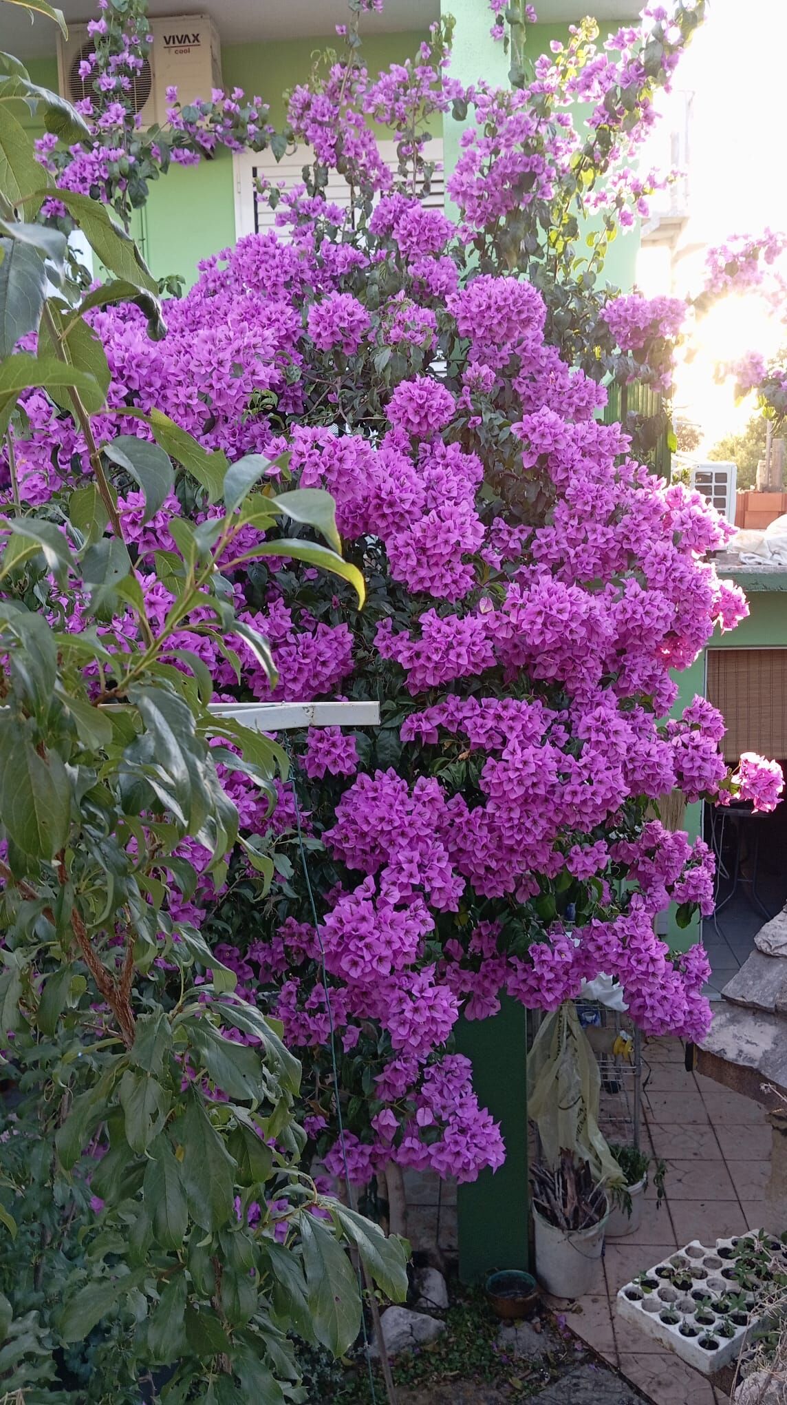 Photo of Apartments Mirkovic