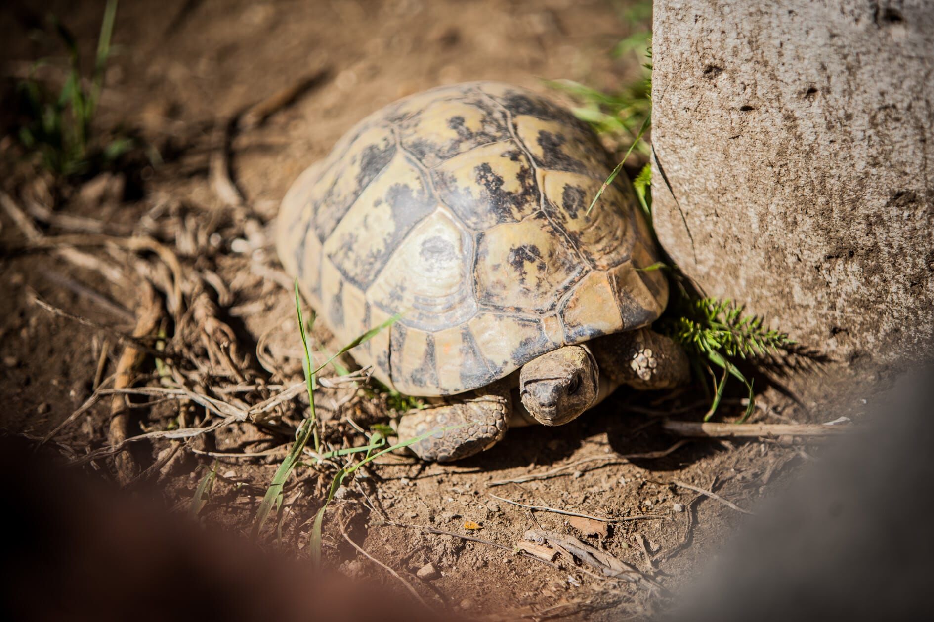 Photo of Apartments Skapul
